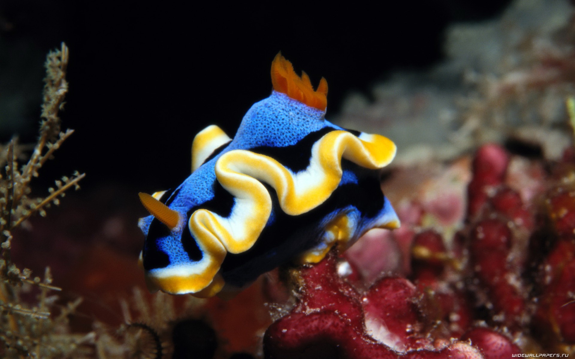 Sea Slug Wallpapers