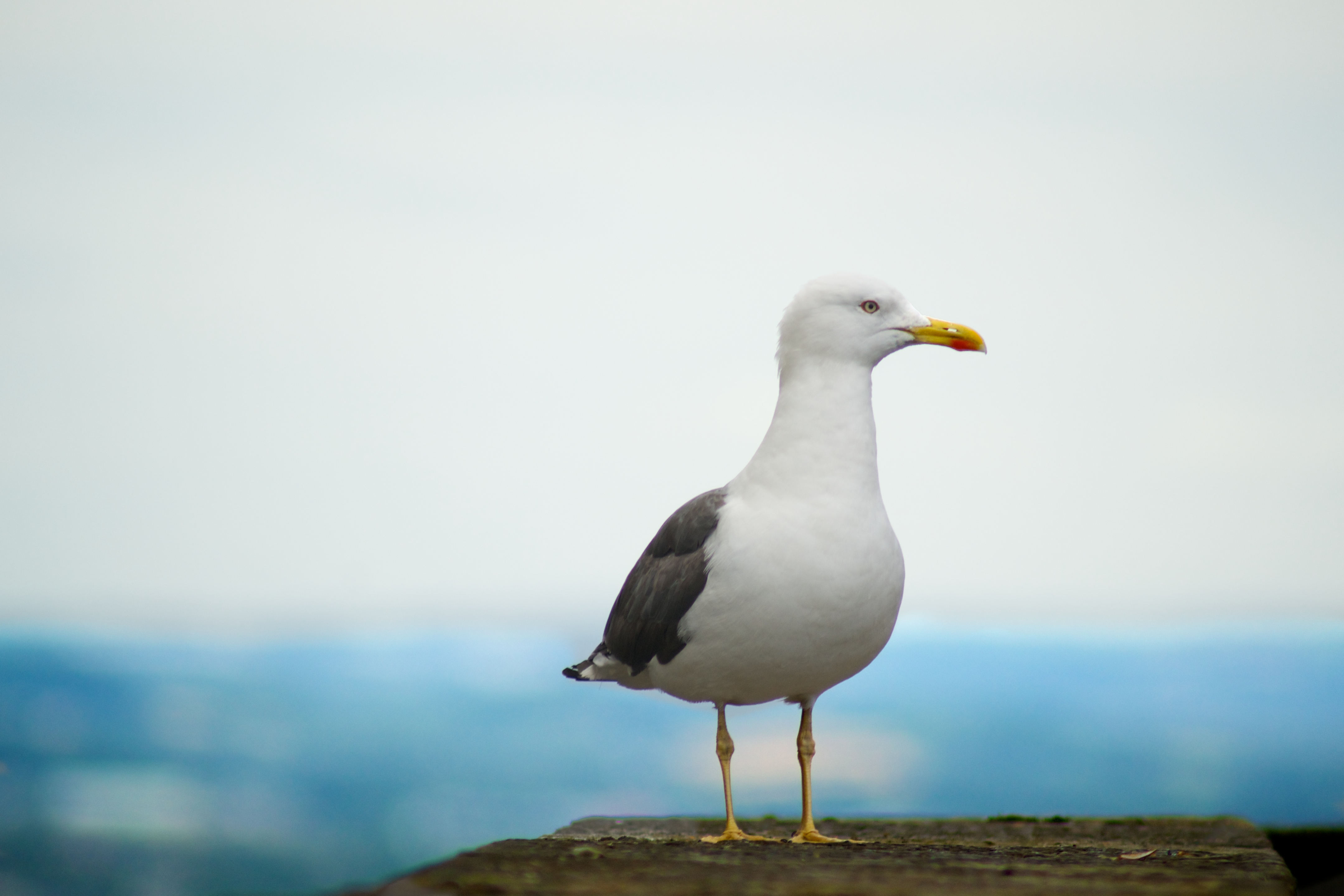 Seagull Wallpapers