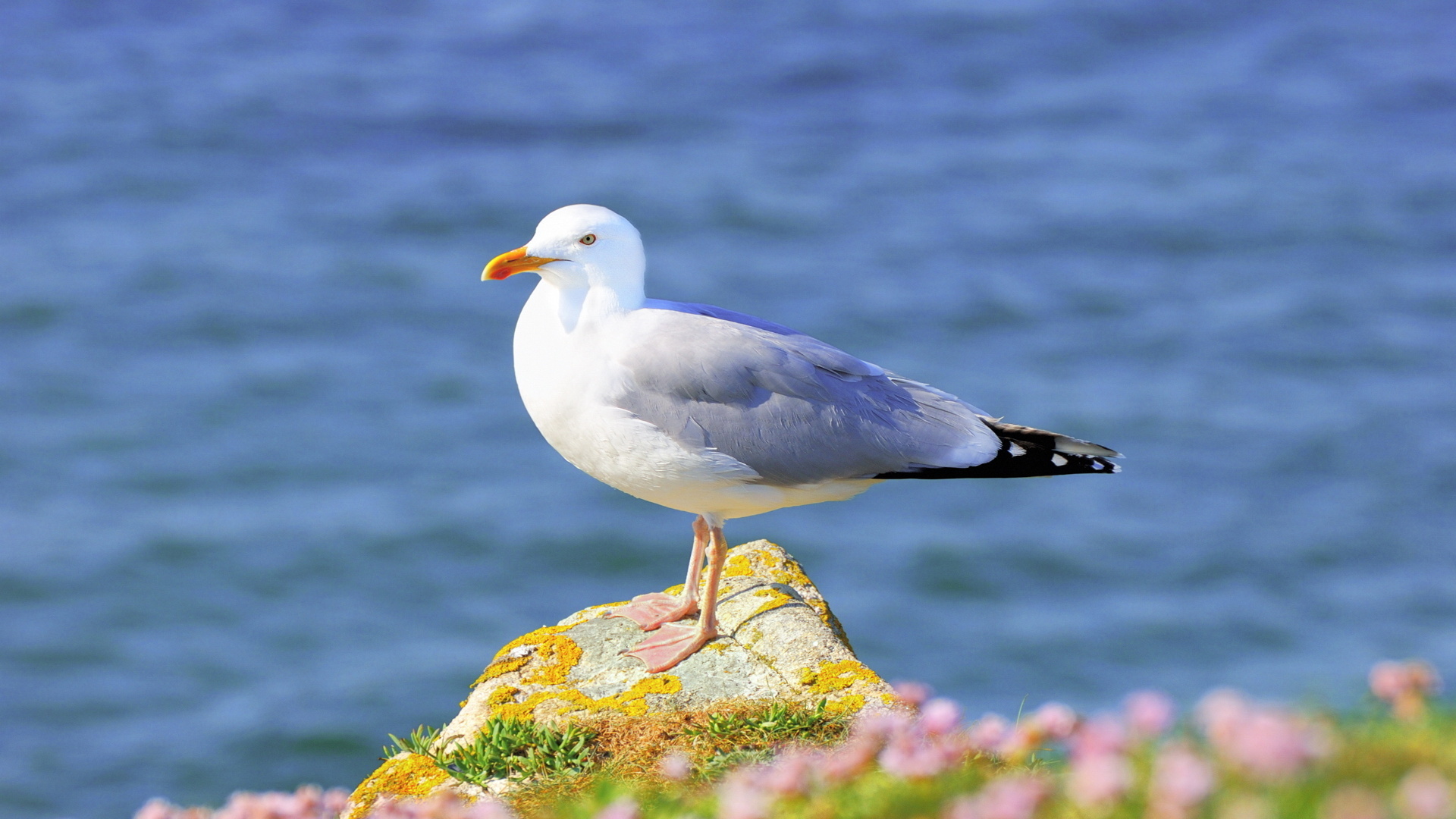 Seagull Wallpapers