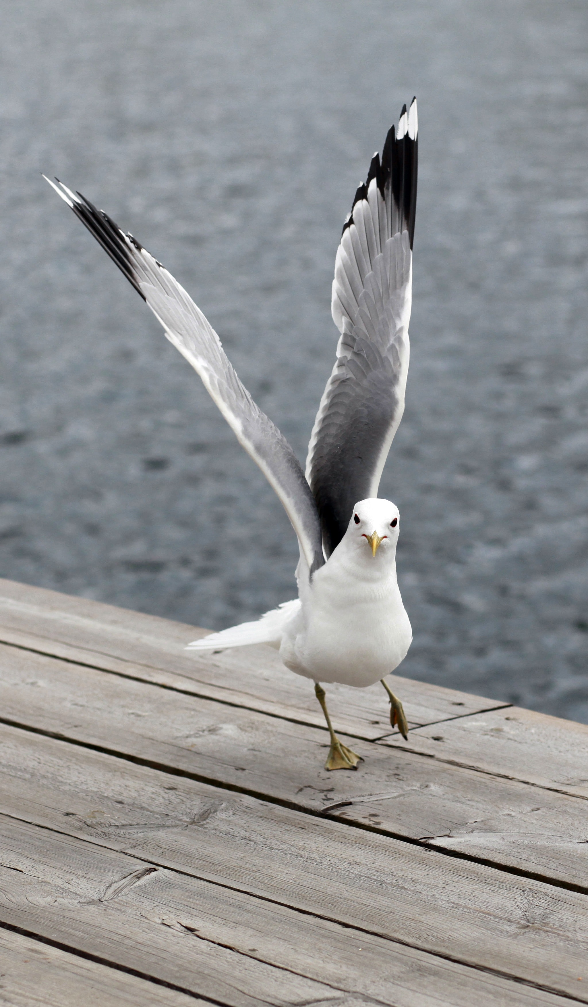 Seagull Wallpapers