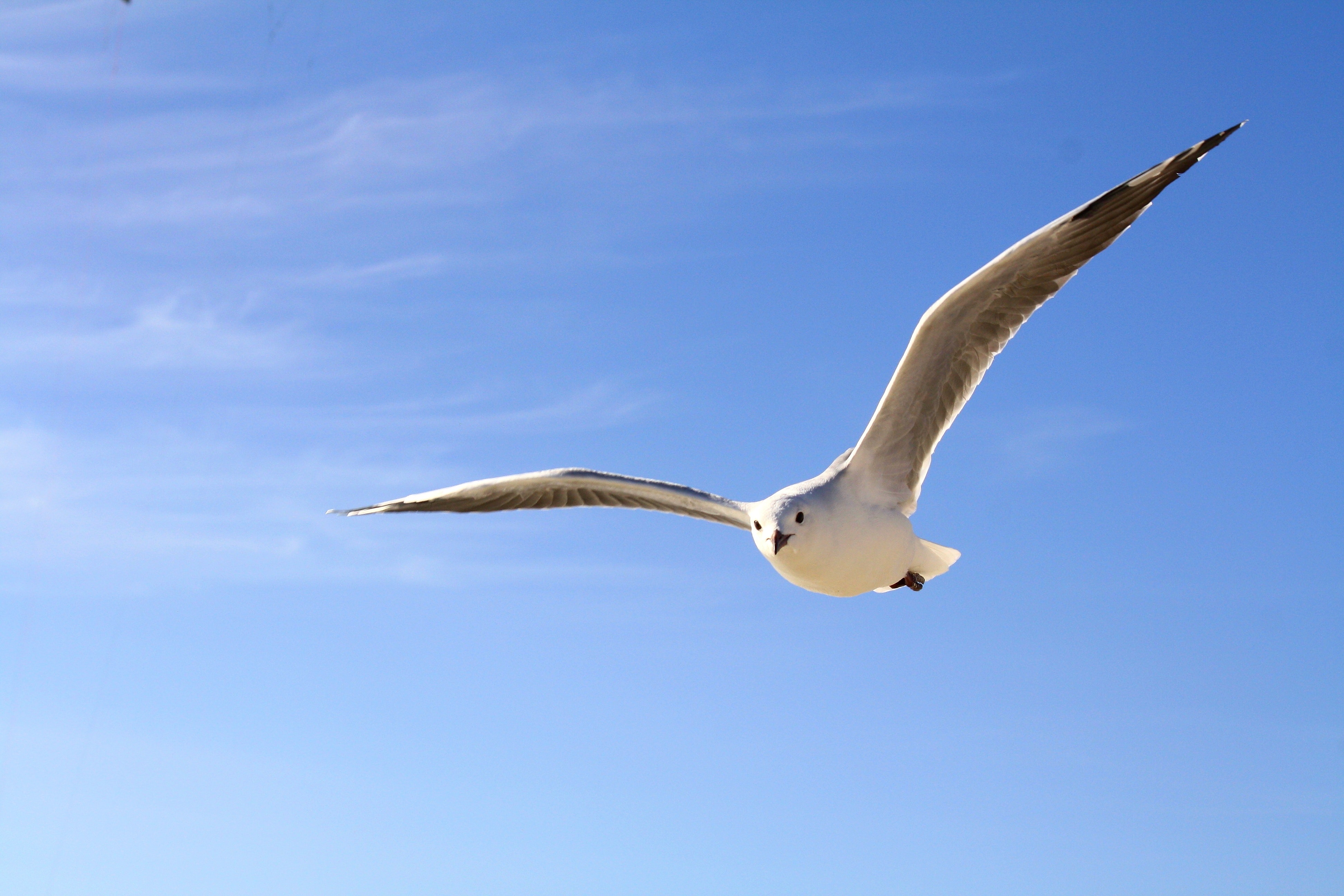 Seagull Wallpapers