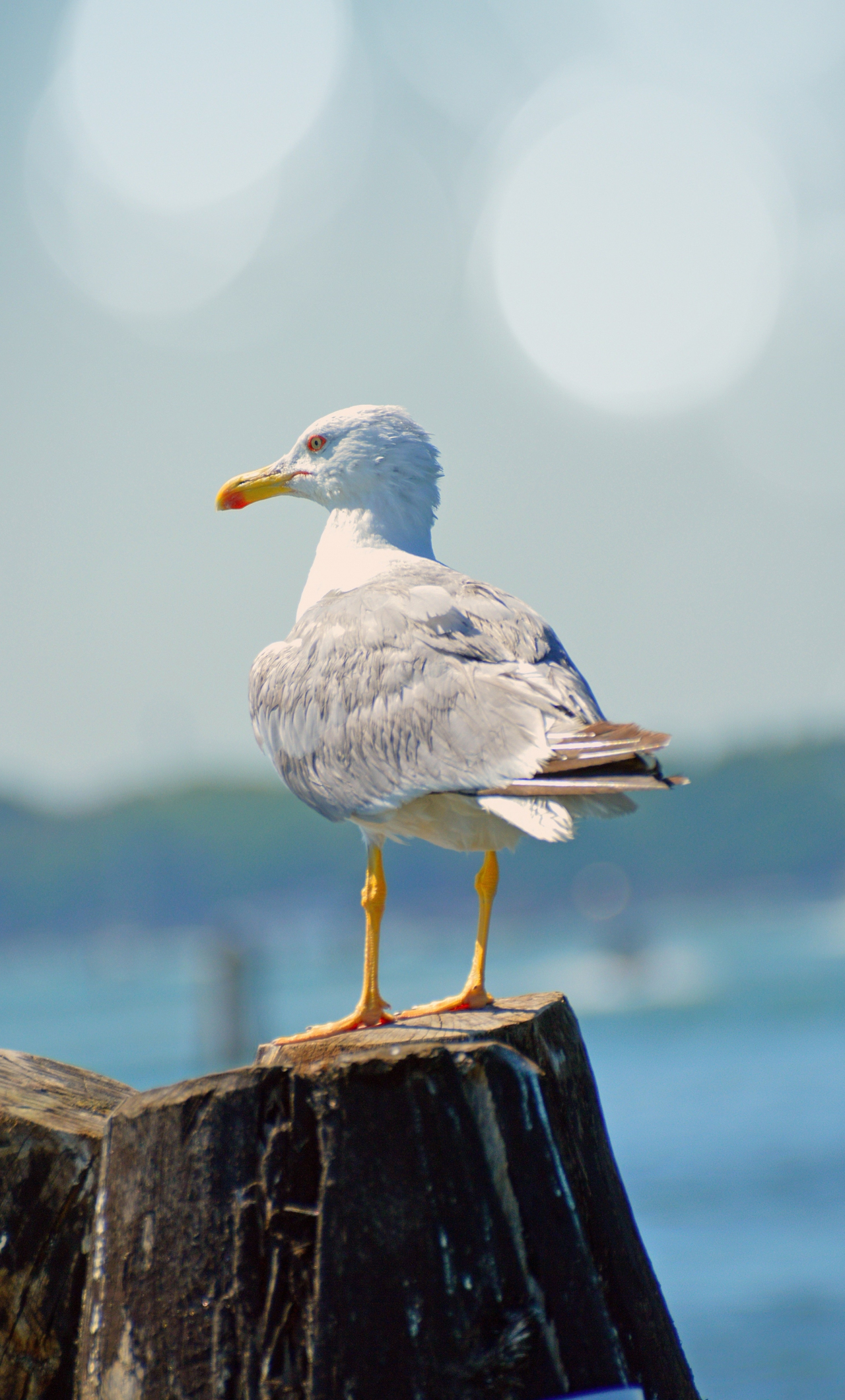 Seagull Wallpapers