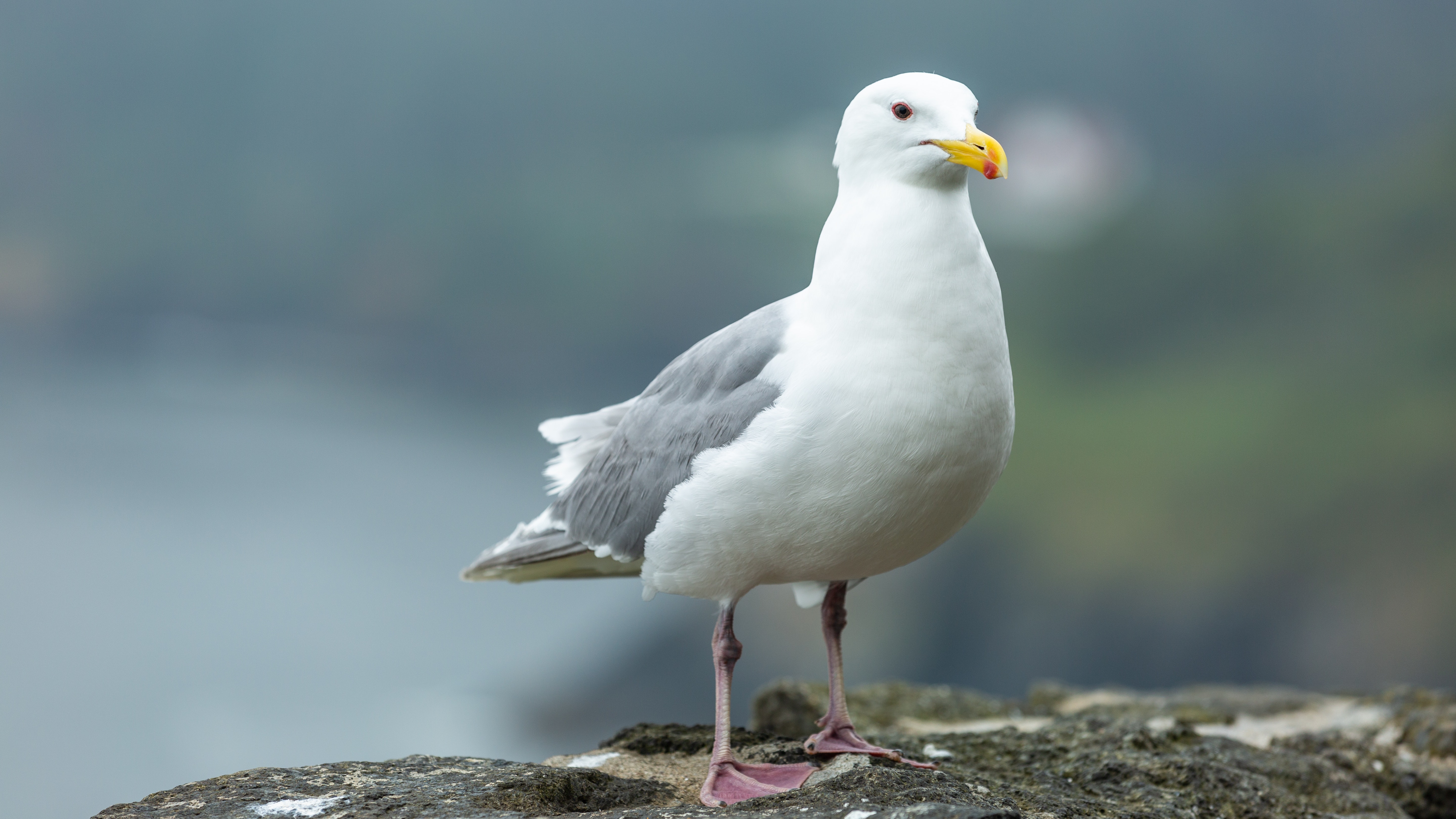 Seagull Wallpapers