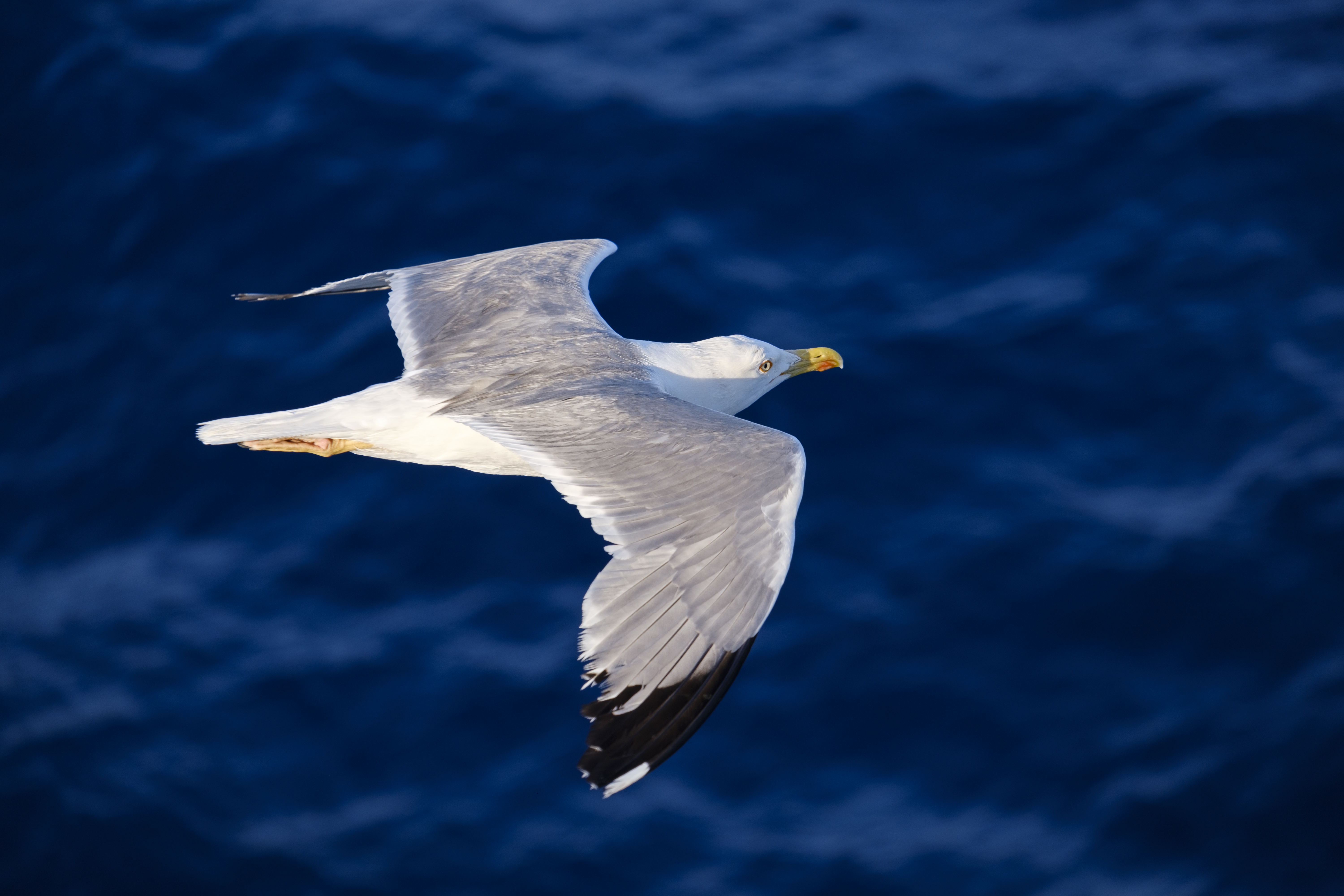 Seagull Wallpapers