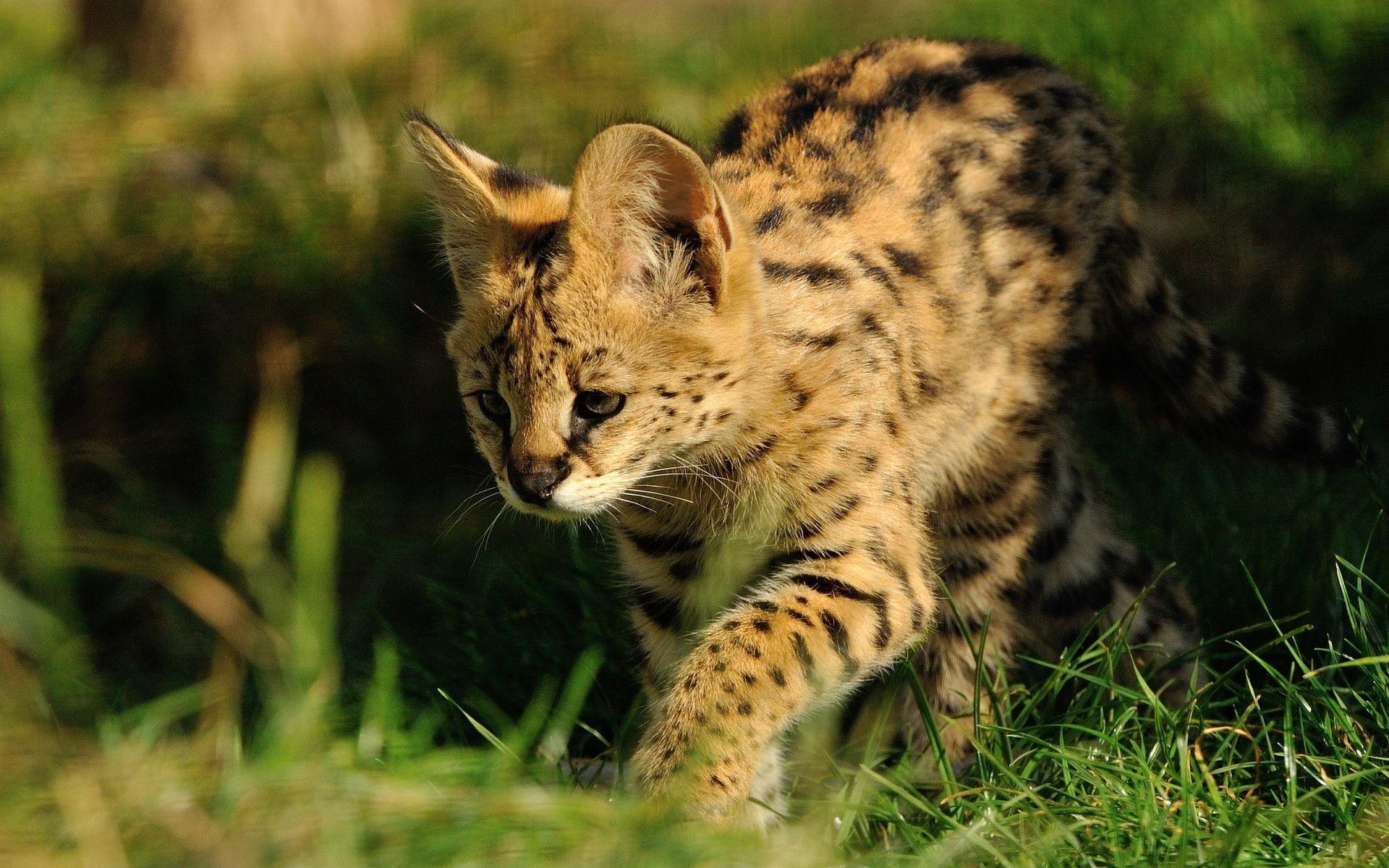 Serval Wallpapers