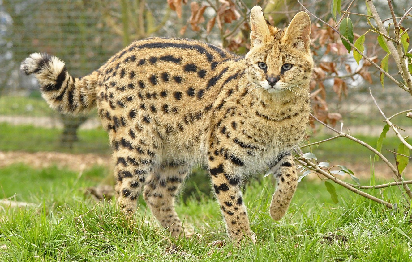 Serval Wallpapers