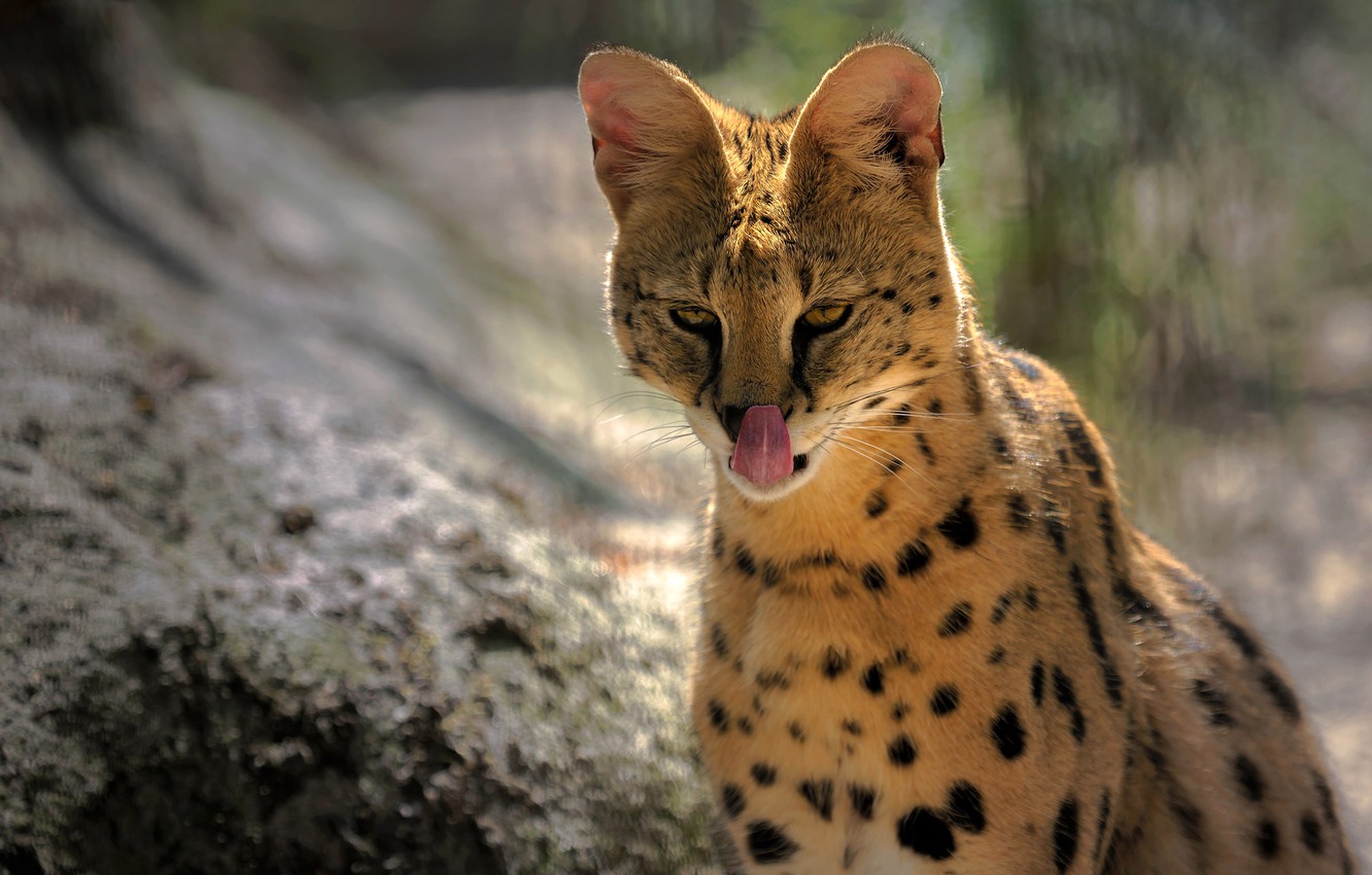 Serval Wallpapers