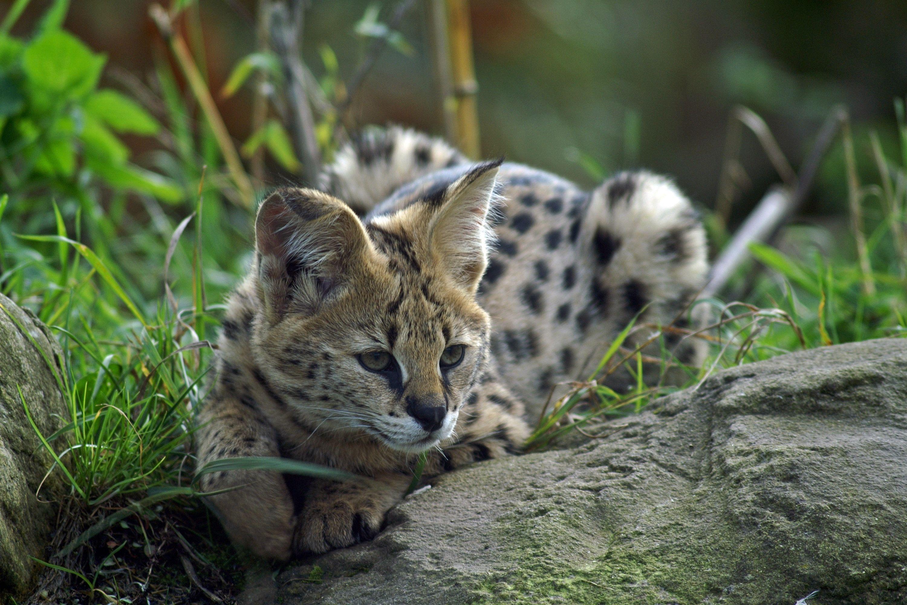 Serval Wallpapers