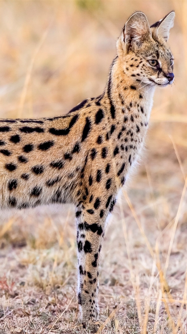 Serval Wallpapers