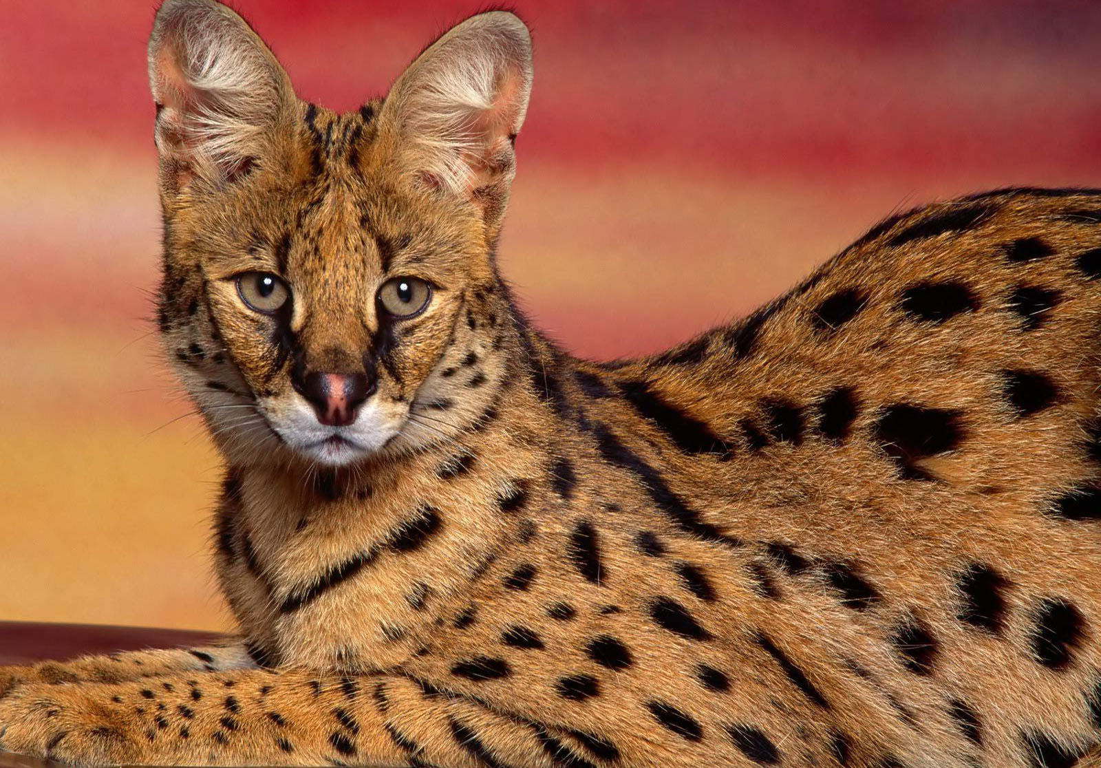 Serval Wallpapers