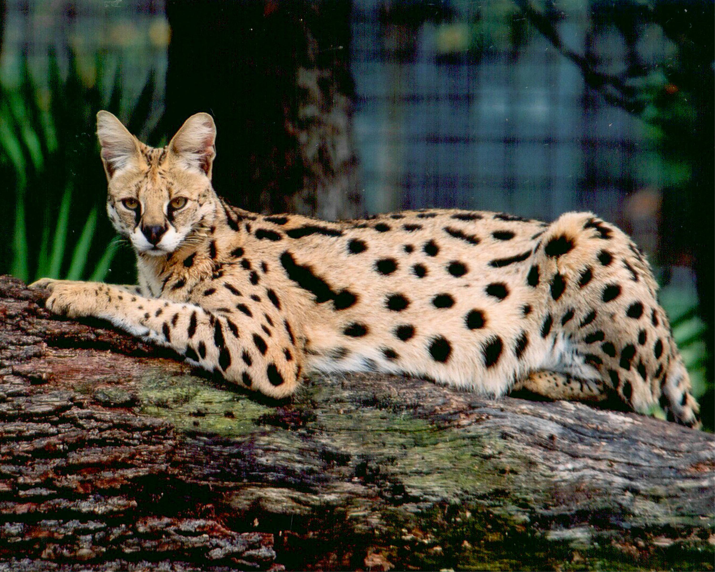 Serval Wallpapers