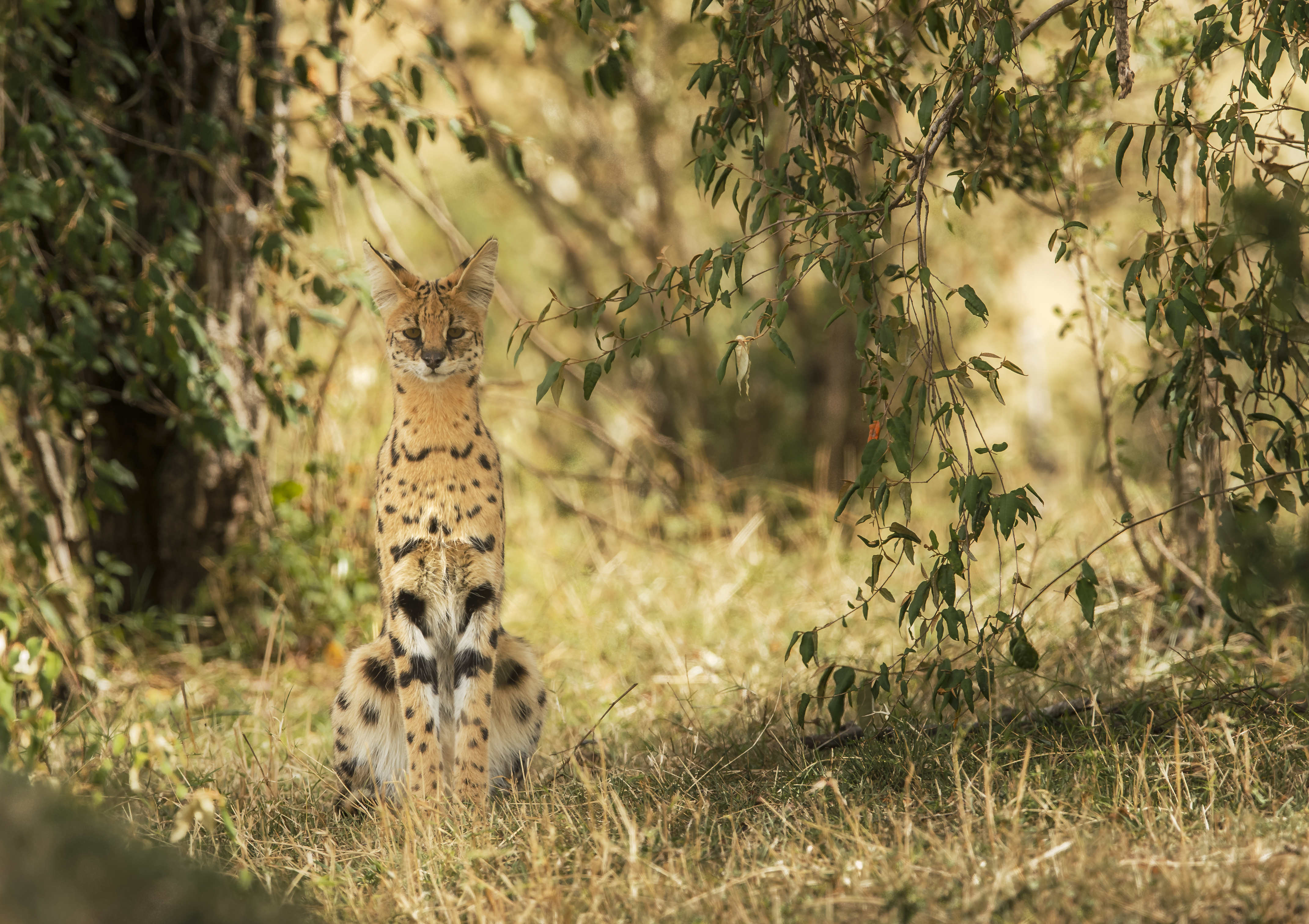 Serval Wallpapers