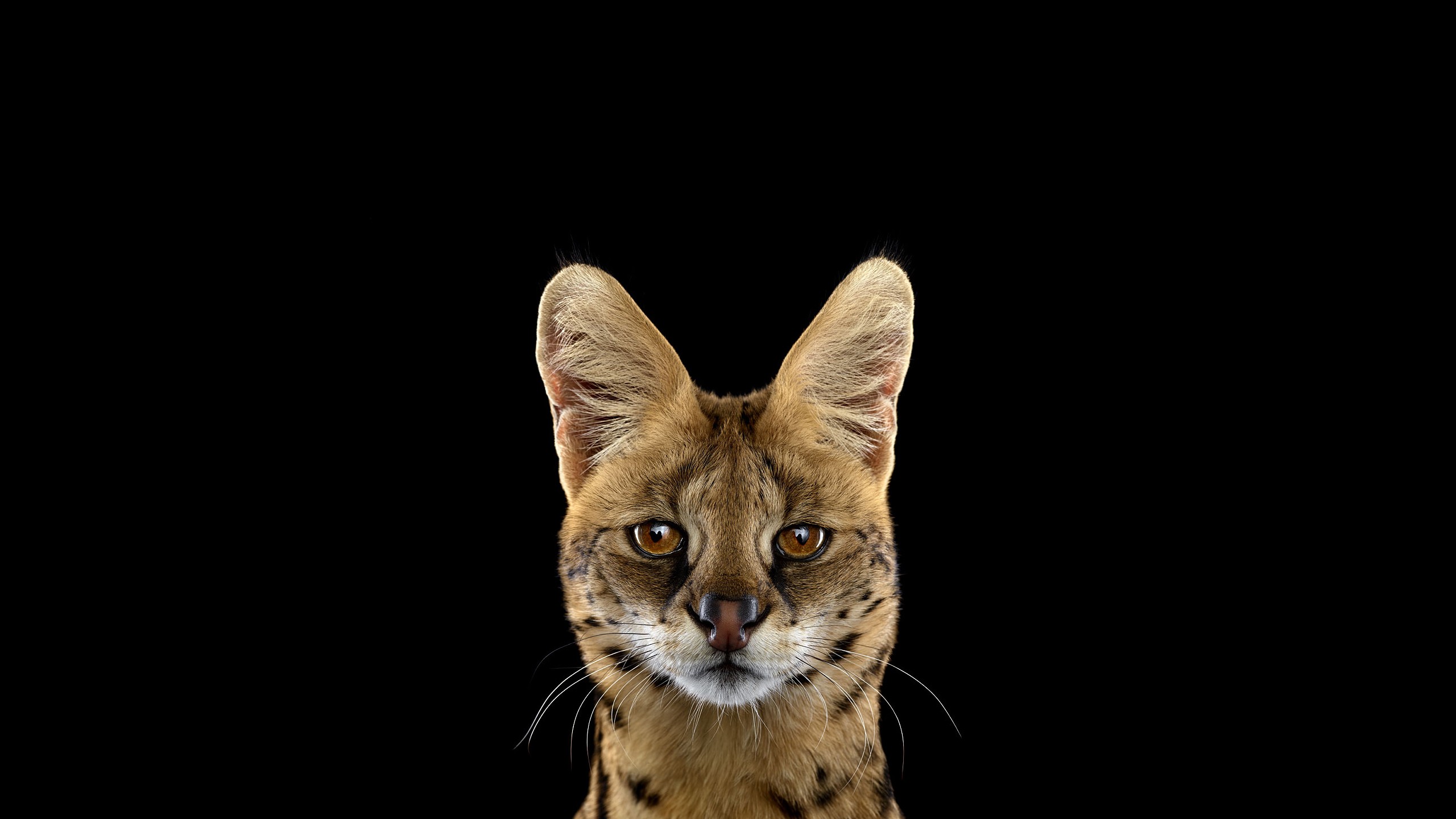 Serval Wallpapers