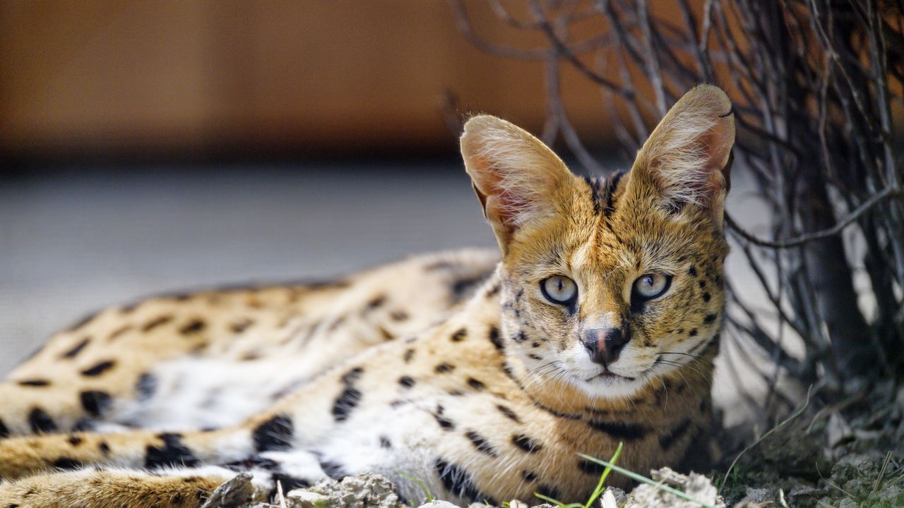 Serval Wallpapers