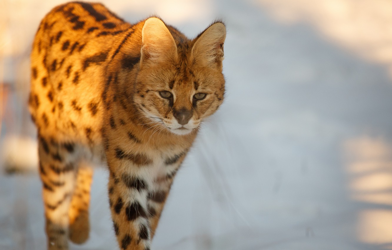 Serval Wallpapers