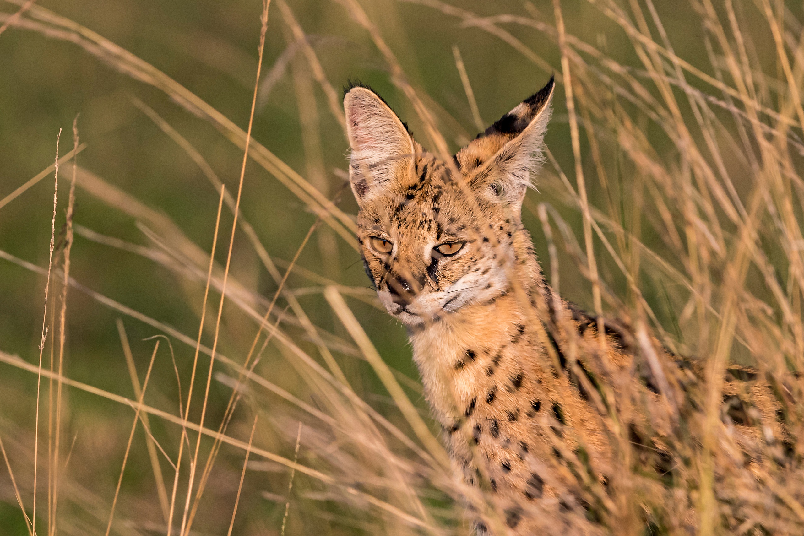 Serval Wallpapers