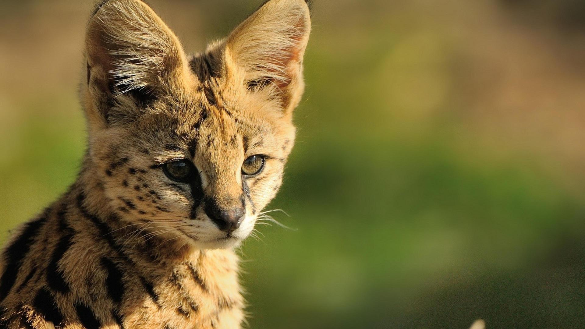 Serval Wallpapers