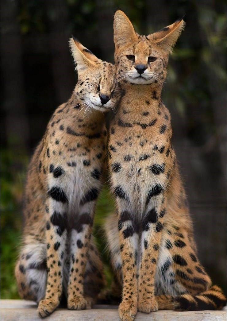 Serval Wallpapers