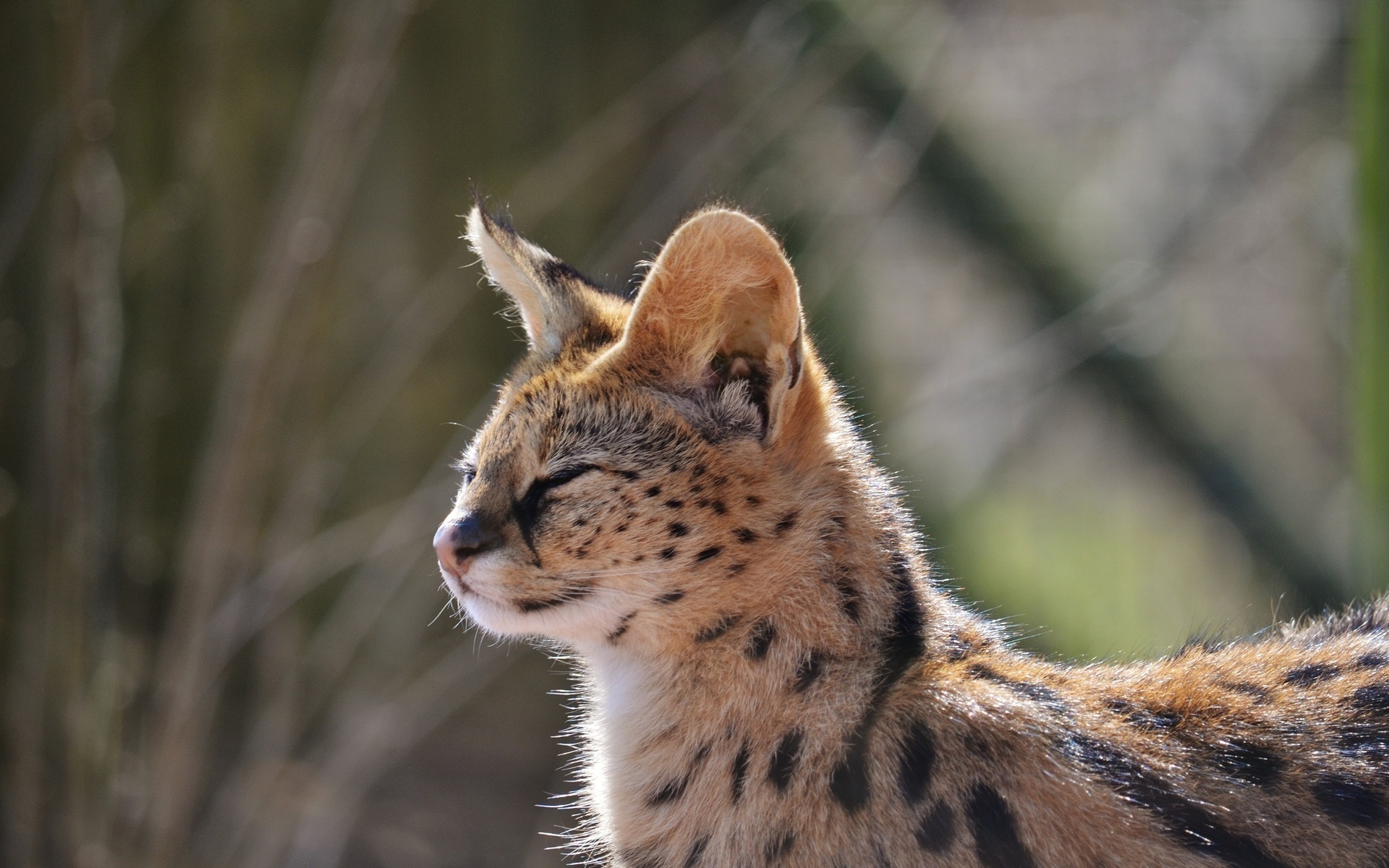 Serval Wallpapers