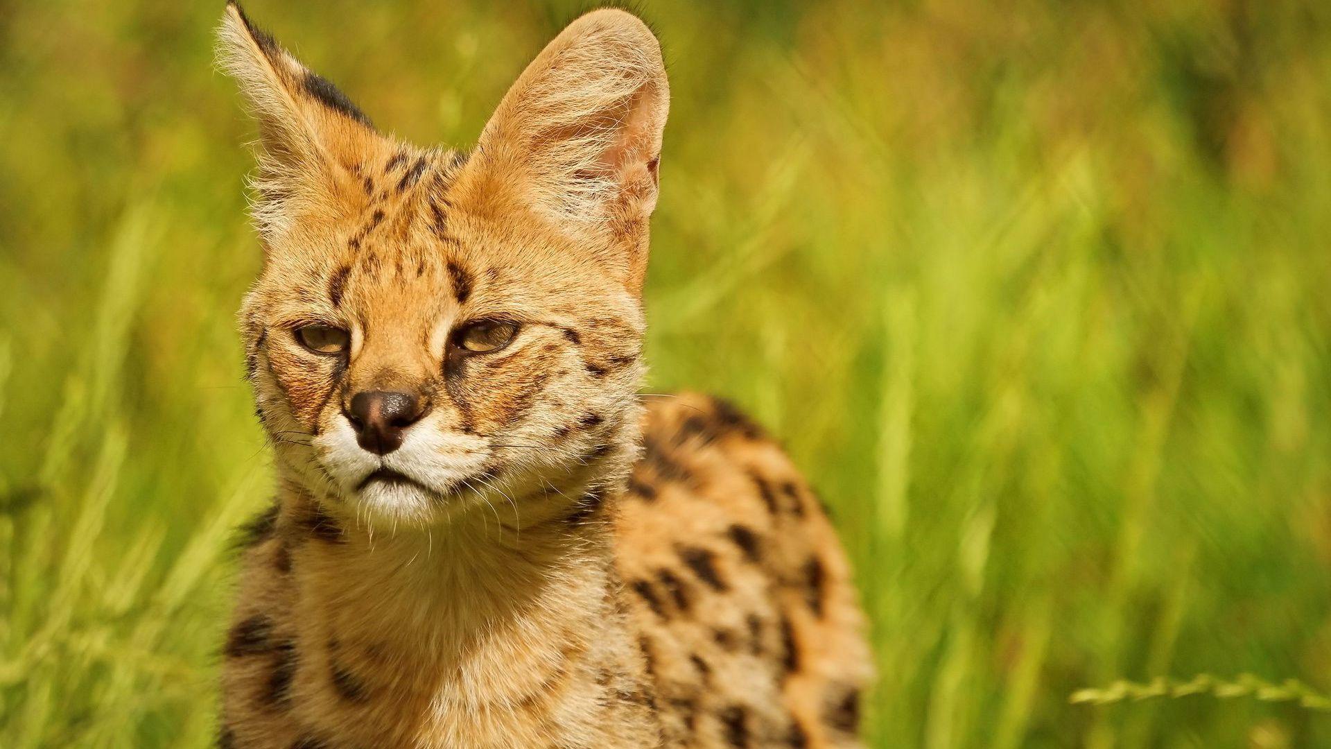 Serval Wallpapers