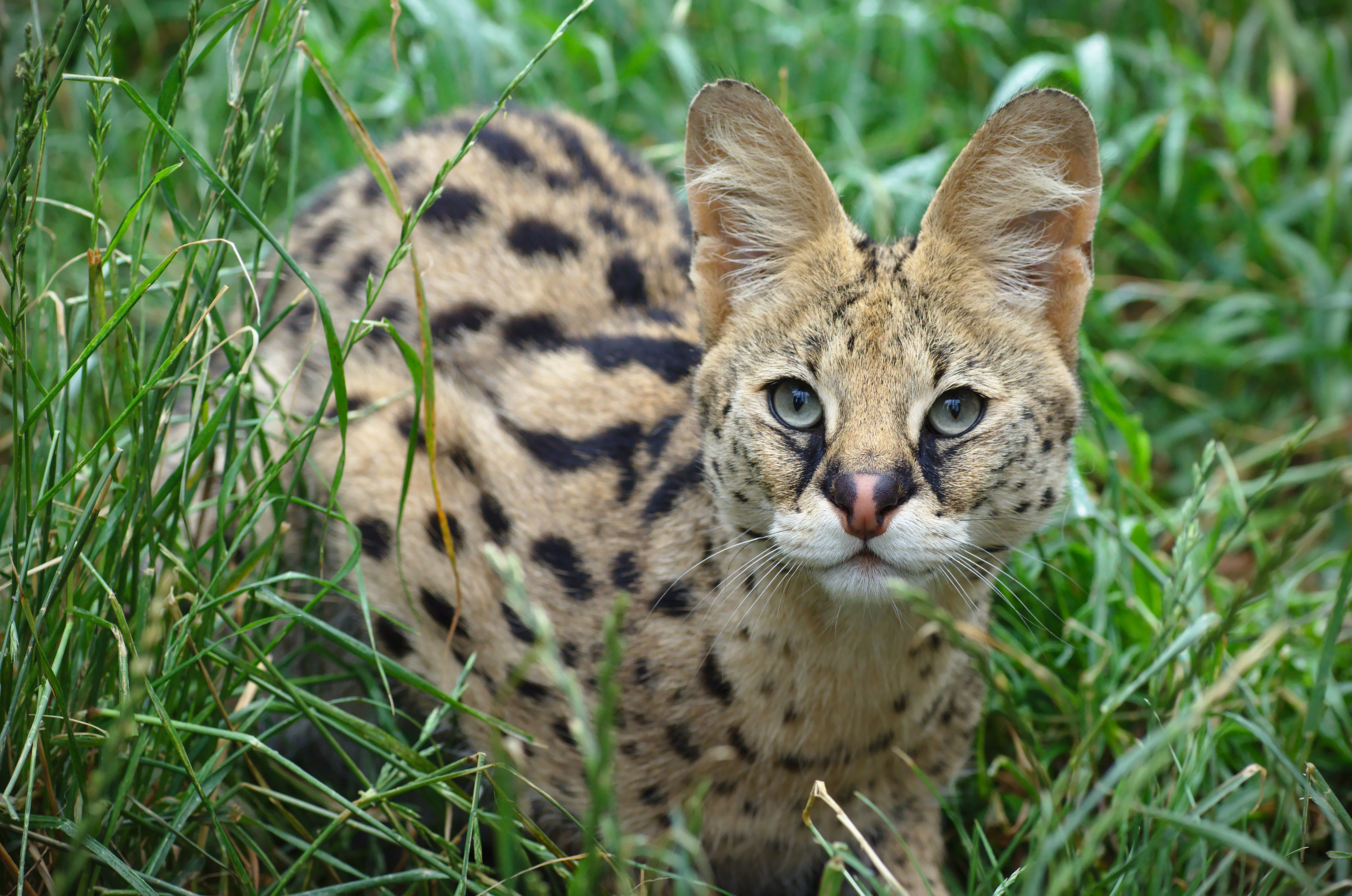 Serval Wallpapers