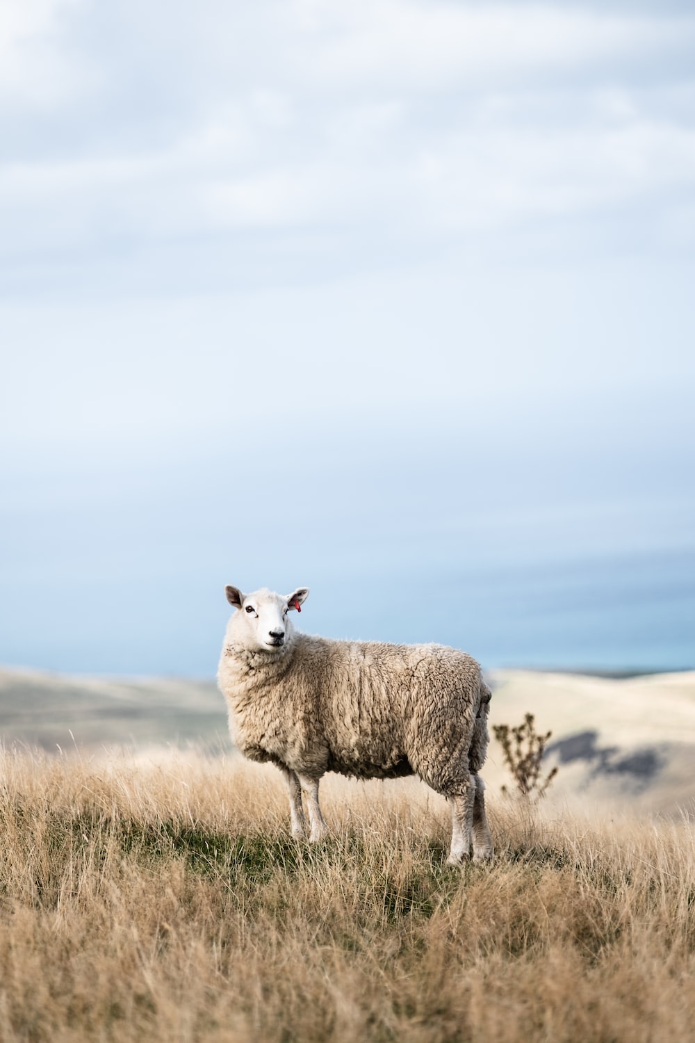 Sheep Wallpapers