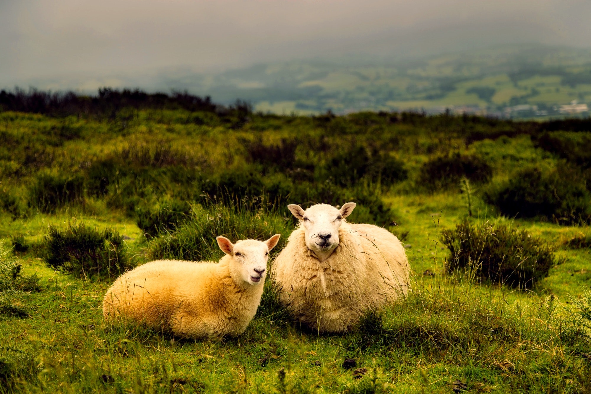 Sheep Wallpapers