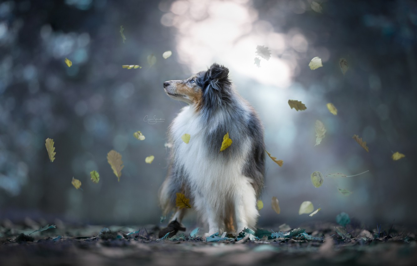 Shetland Sheepdog Wallpapers