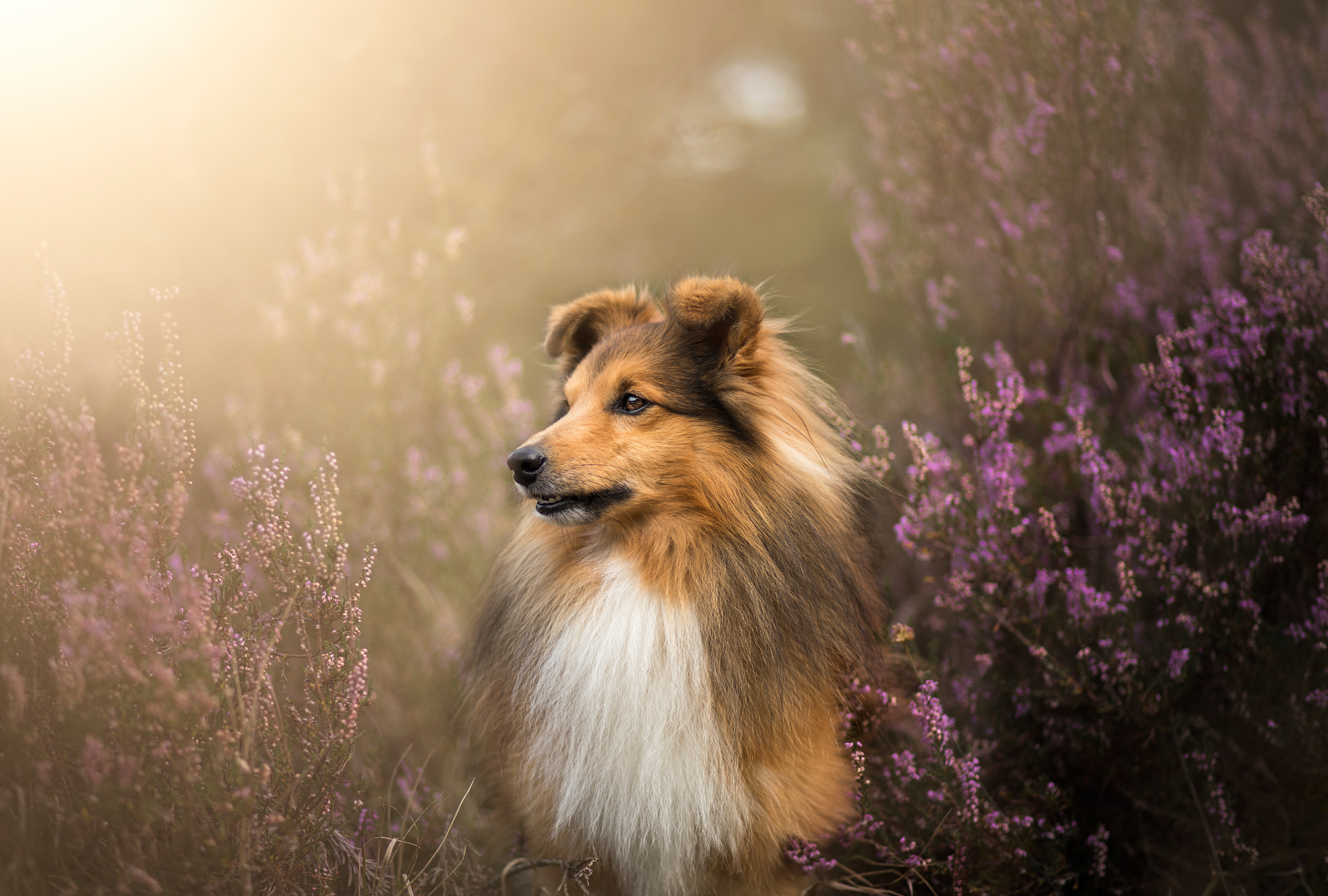 Shetland Sheepdog Wallpapers