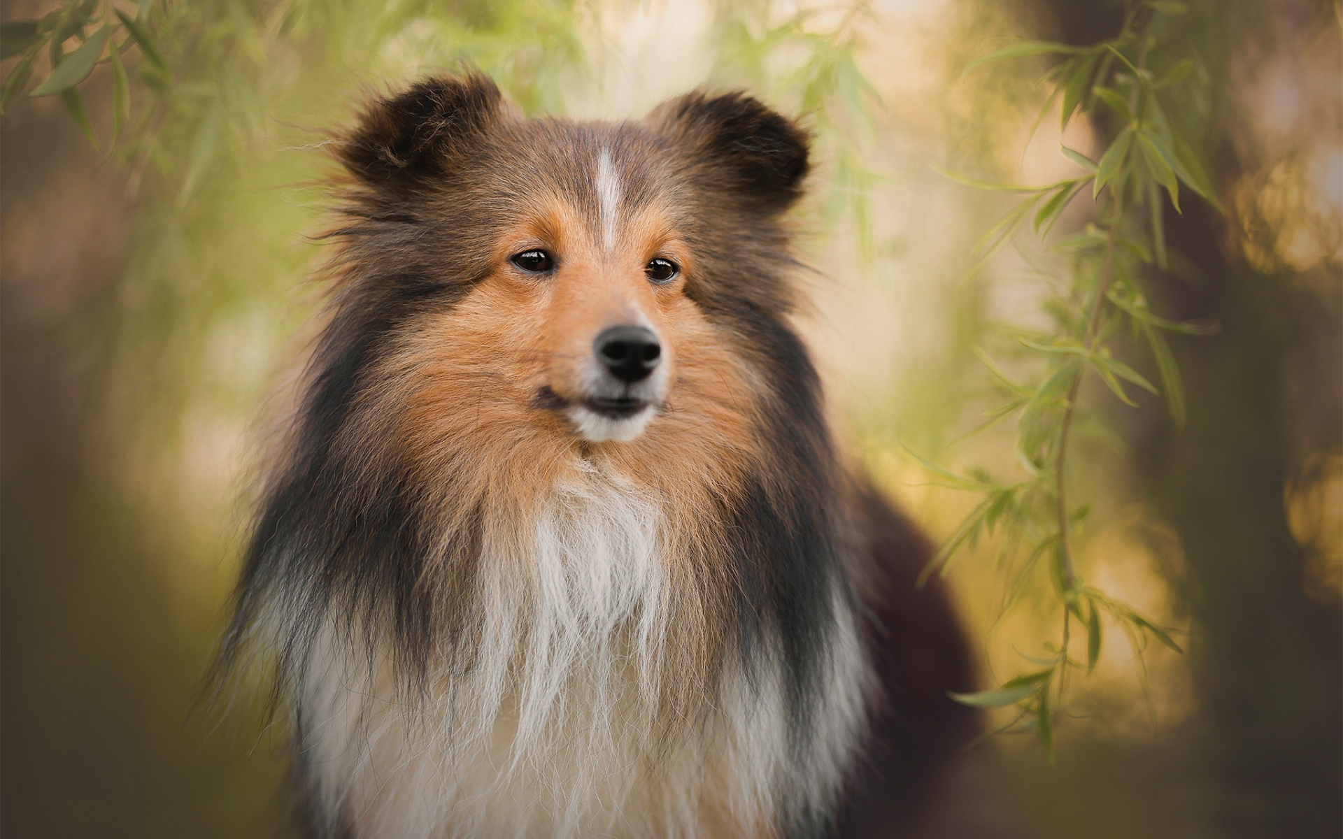 Shetland Sheepdog Wallpapers