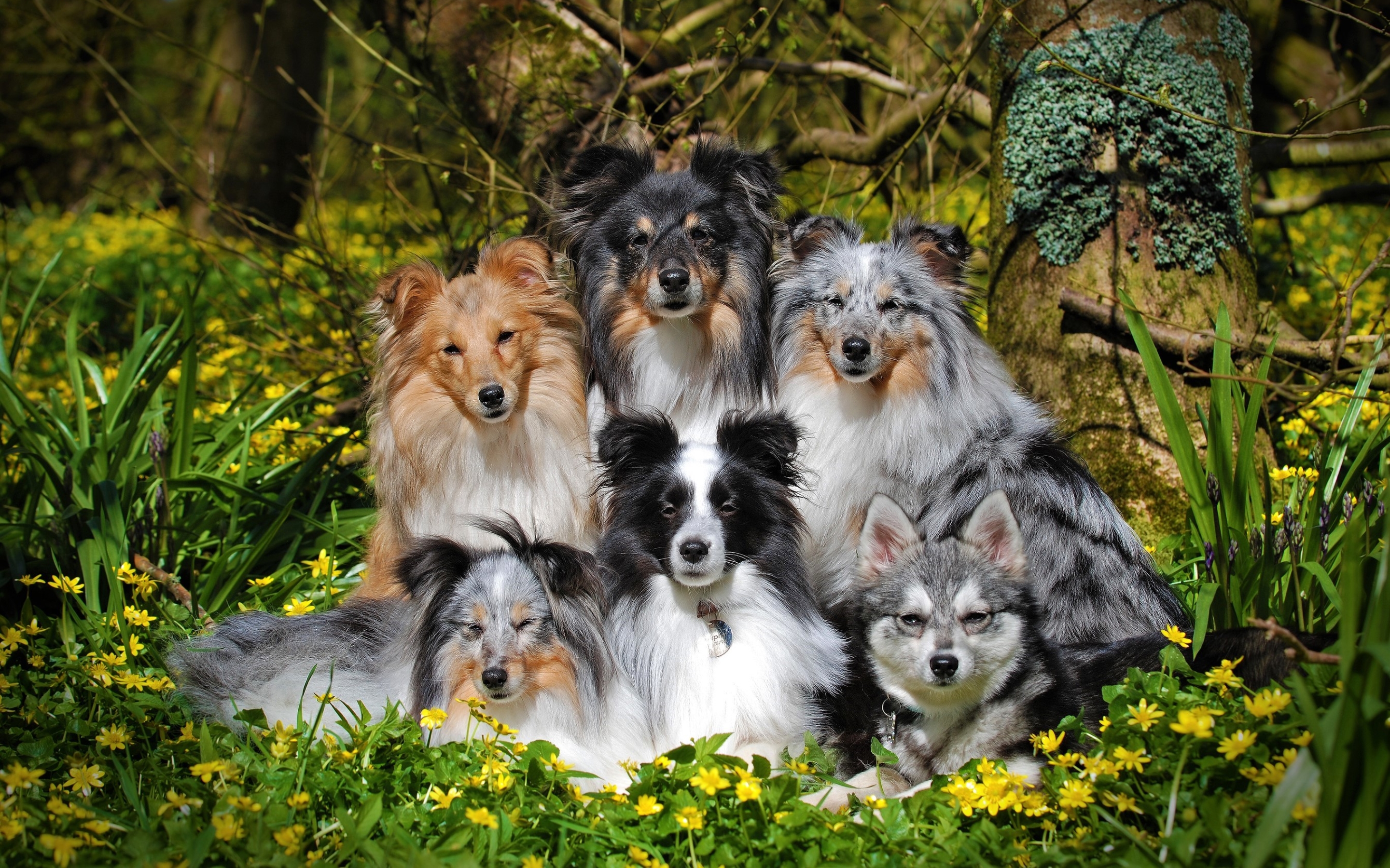 Shetland Sheepdog Wallpapers