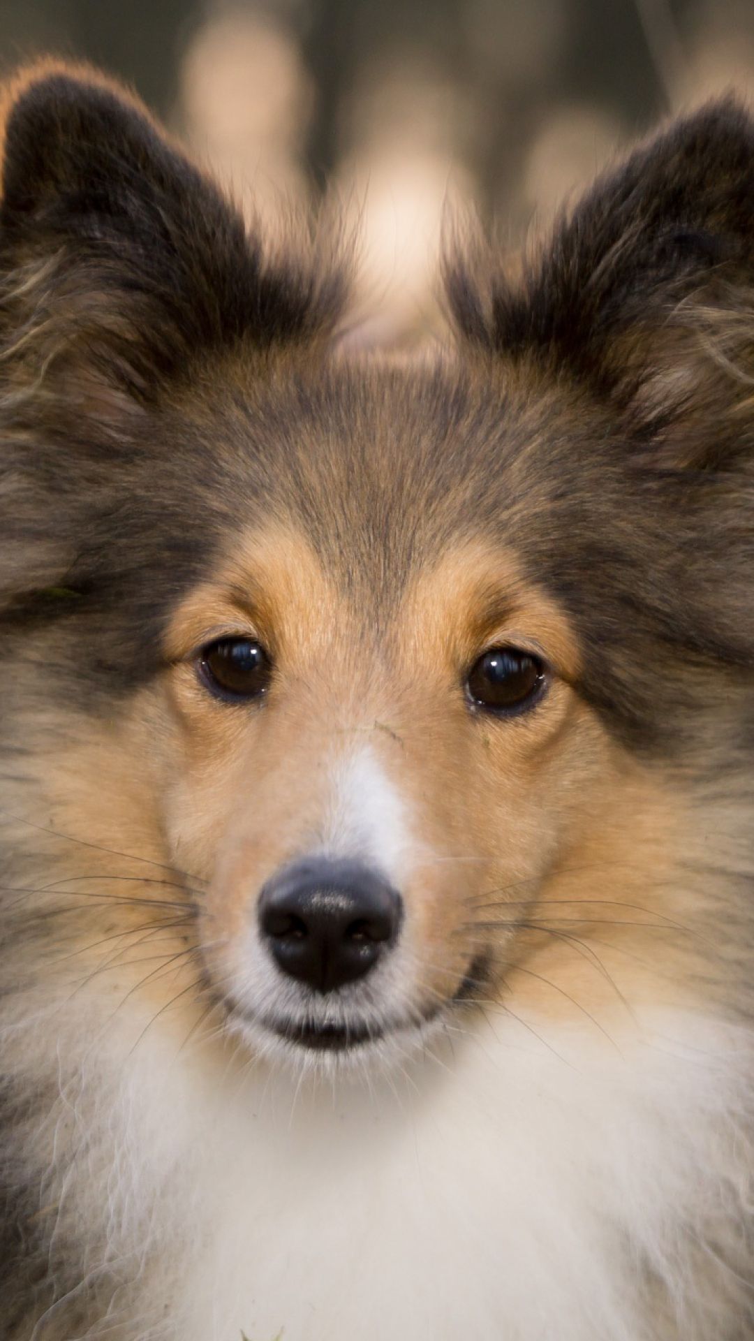 Shetland Sheepdog Wallpapers