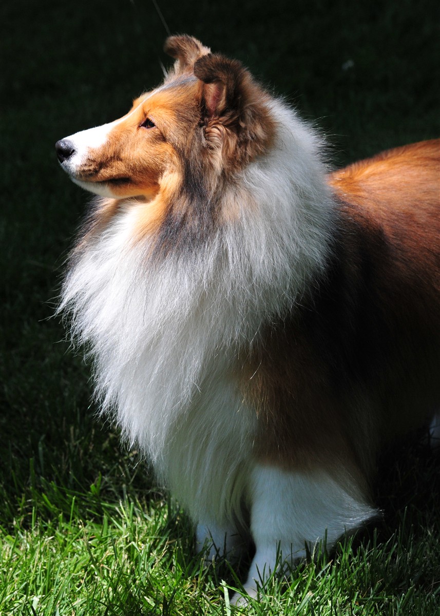 Shetland Sheepdog Wallpapers