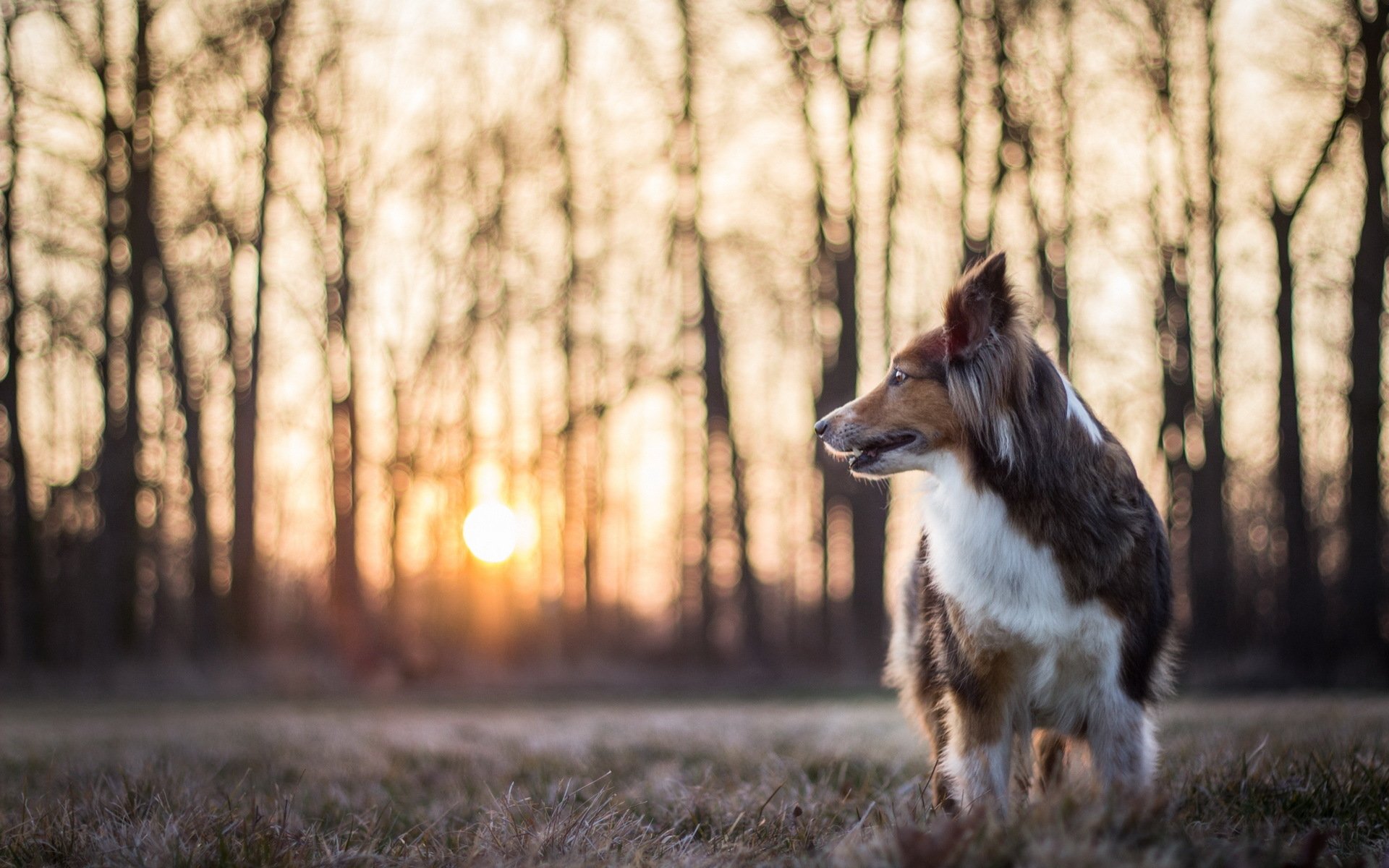 Shetland Sheepdog Wallpapers