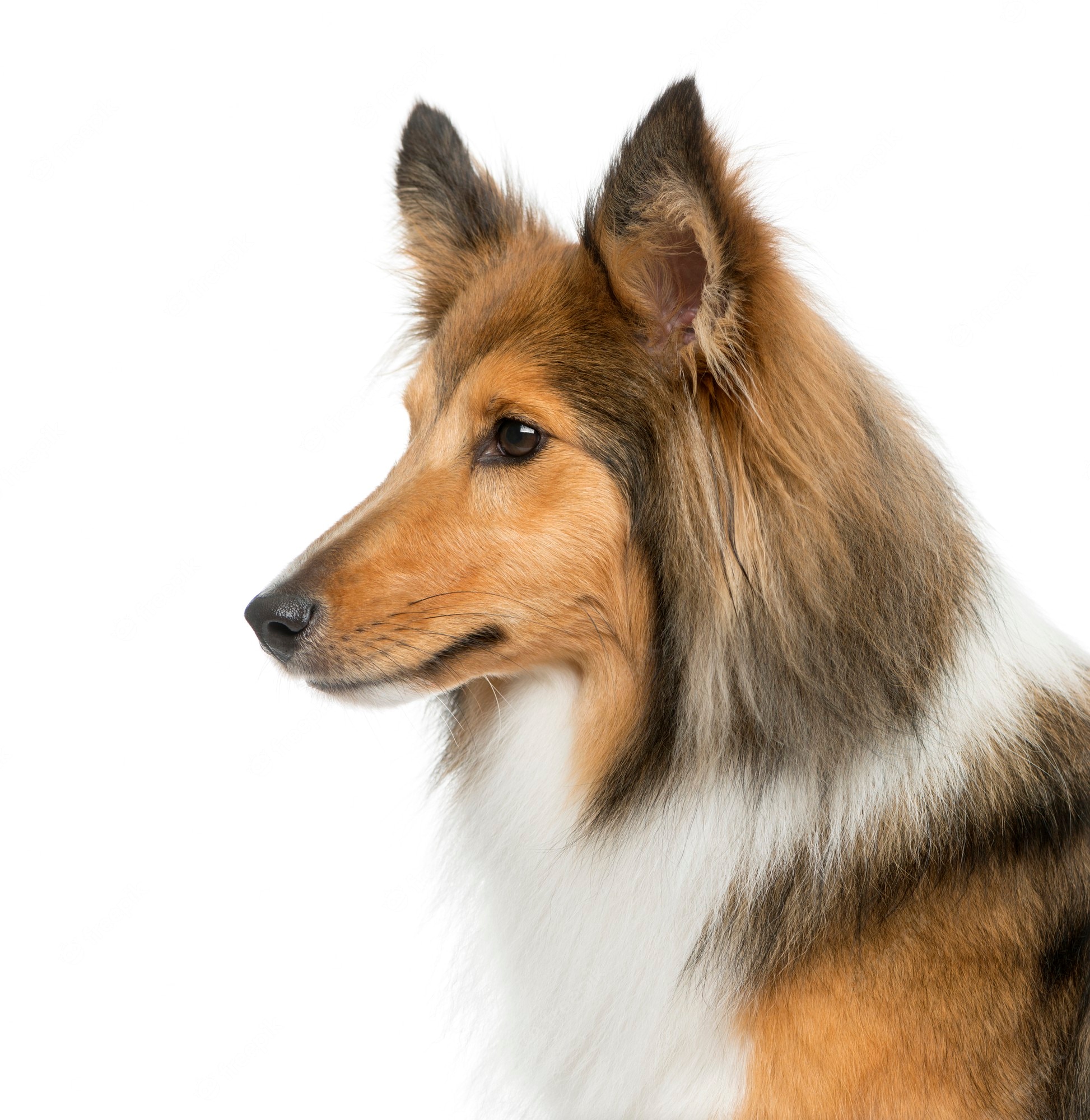 Shetland Sheepdog Wallpapers