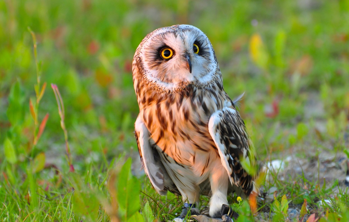 Short-Eared Owl Wallpapers