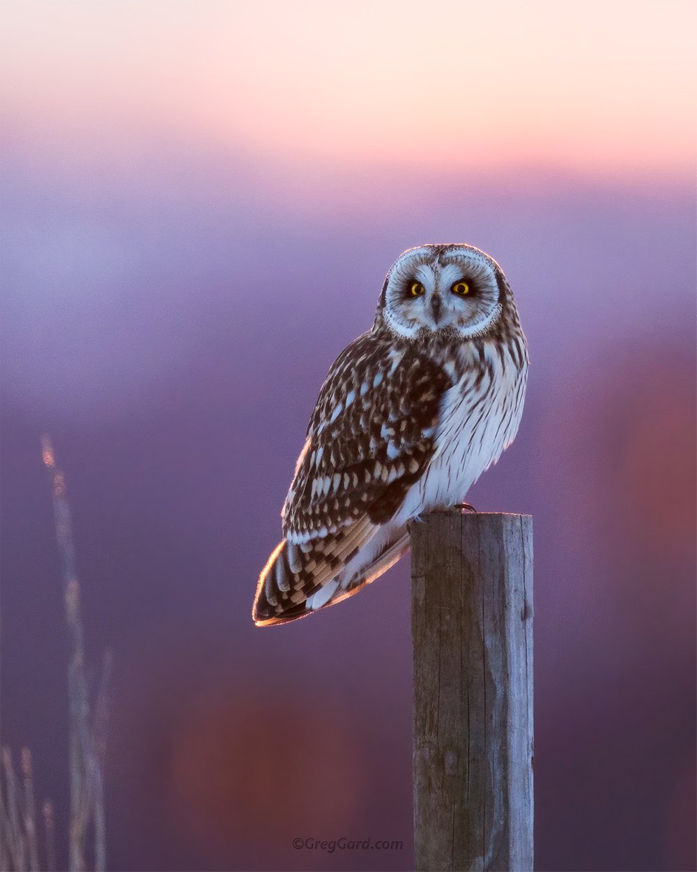 Short-Eared Owl Wallpapers