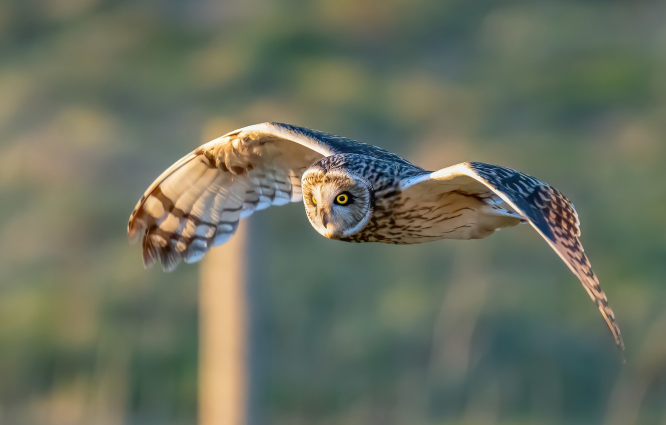 Short-Eared Owl Wallpapers