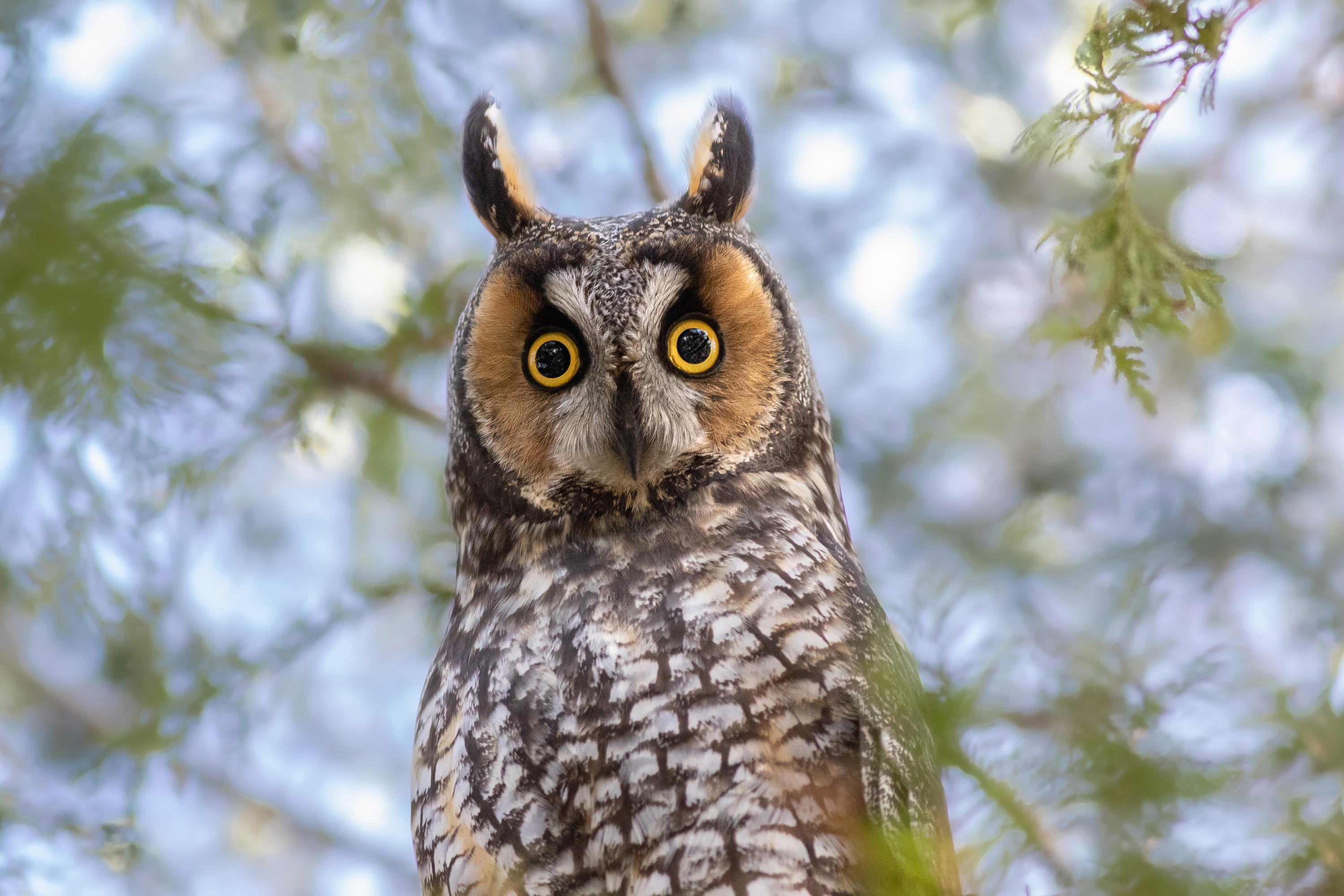 Short-Eared Owl Wallpapers