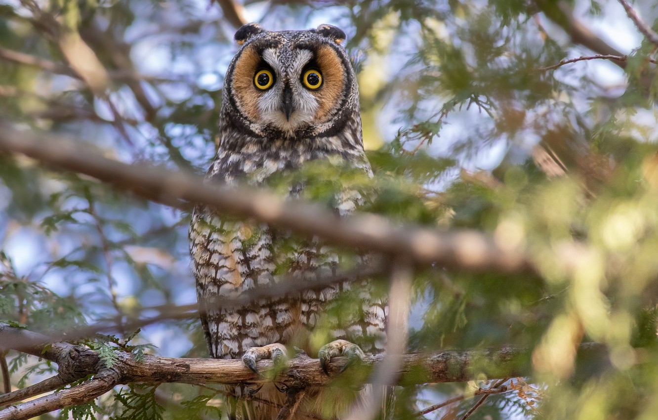 Short-Eared Owl Wallpapers