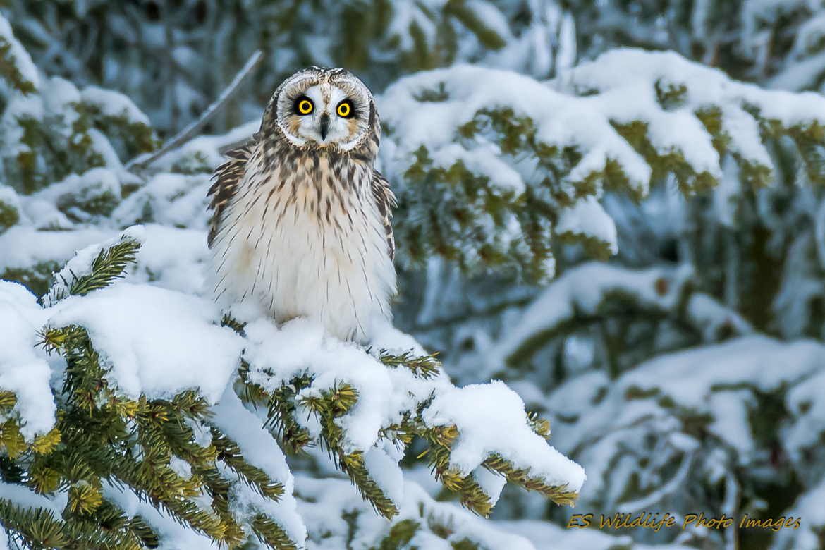 Short-Eared Owl Wallpapers