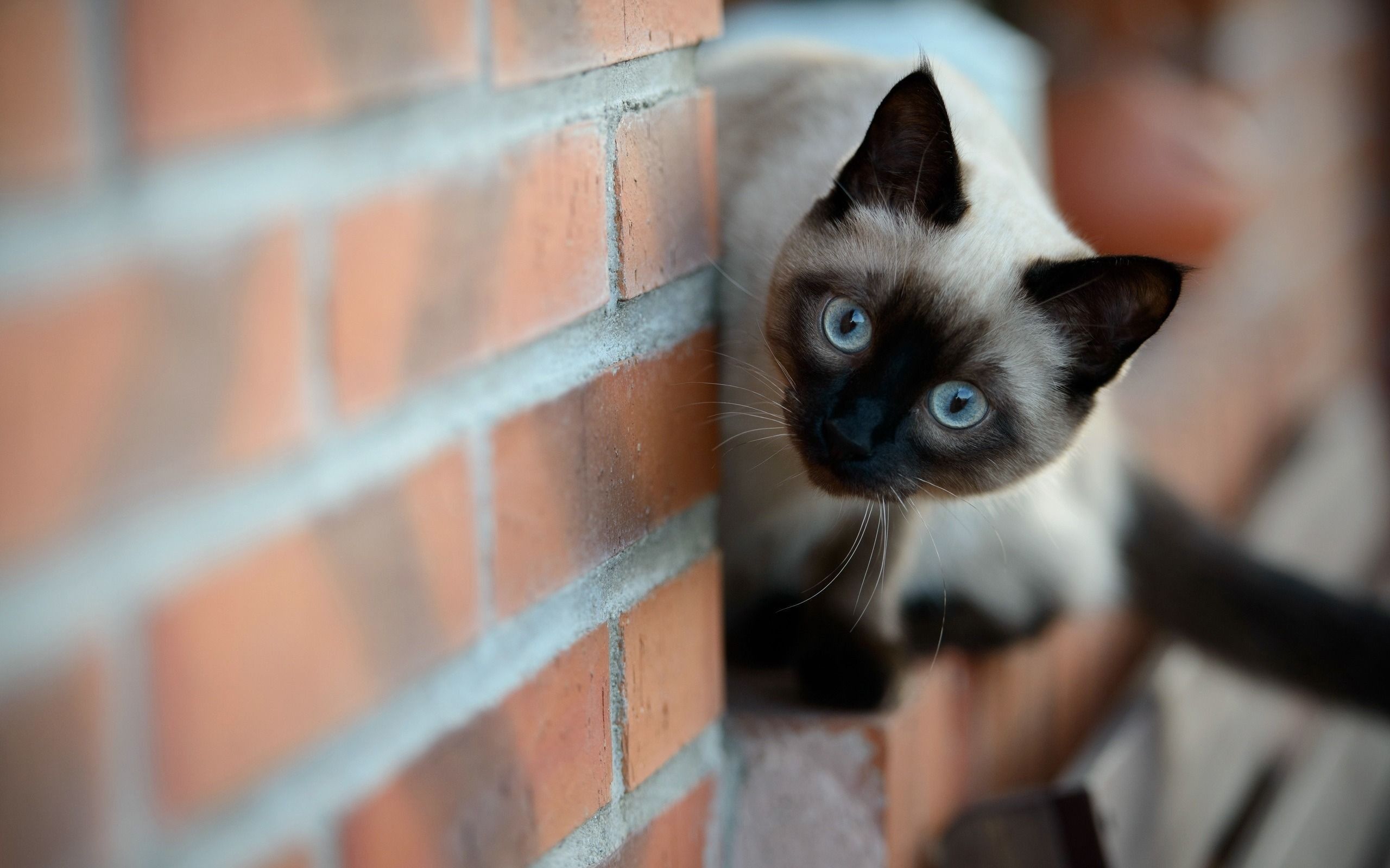 Siamese Cat Wallpapers