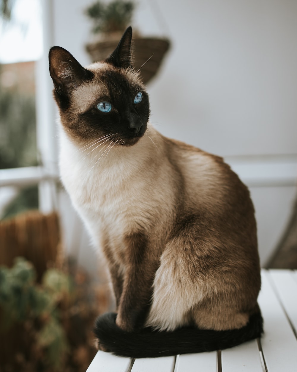 Siamese Cat Wallpapers