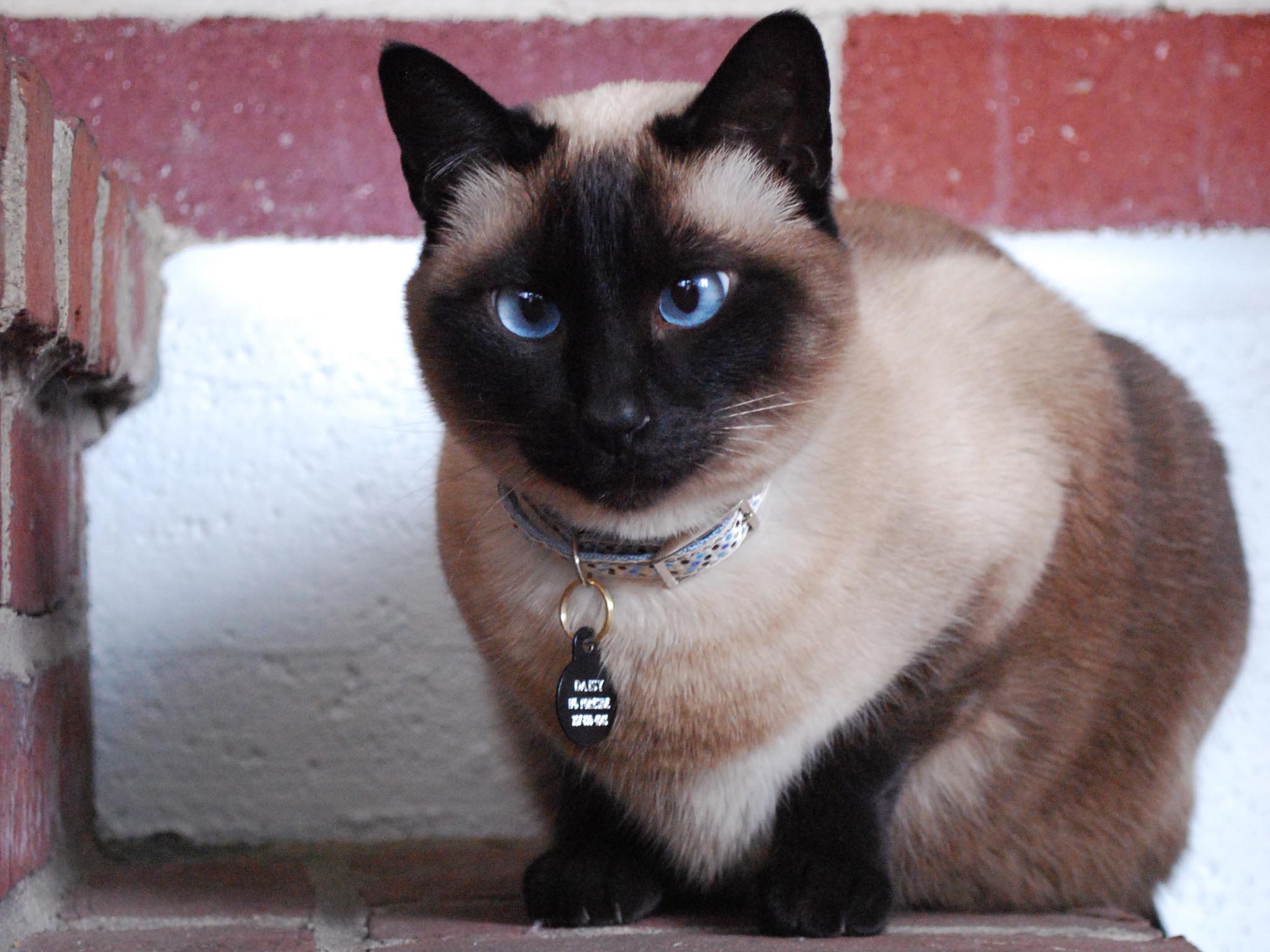 Siamese Cat Wallpapers