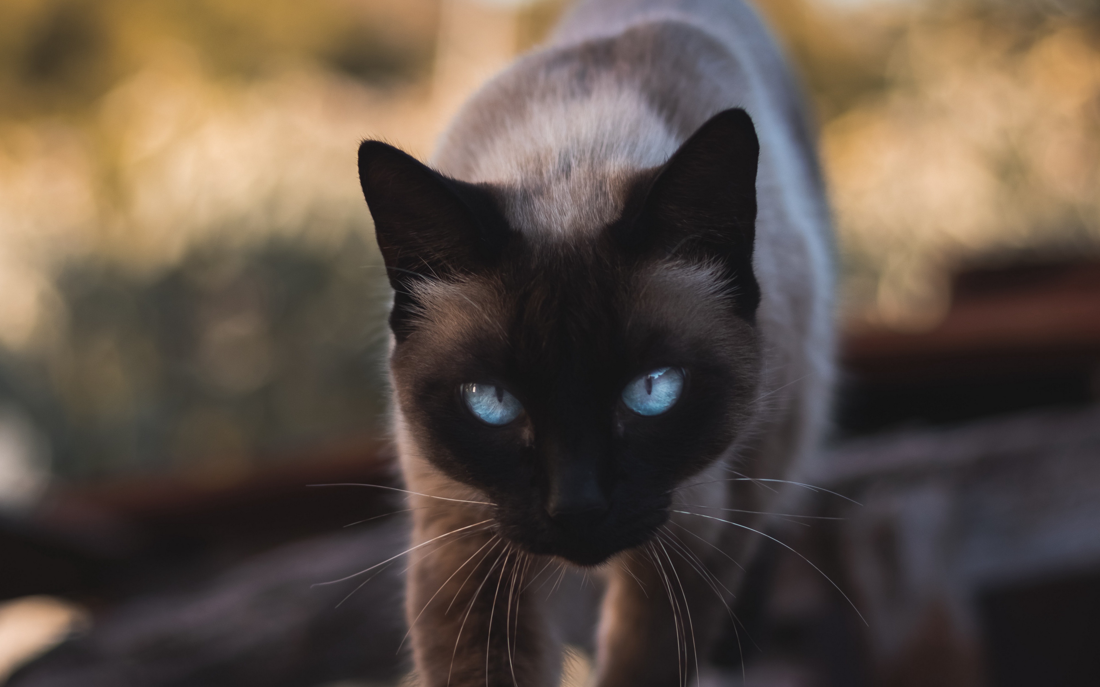 Siamese Cat Wallpapers