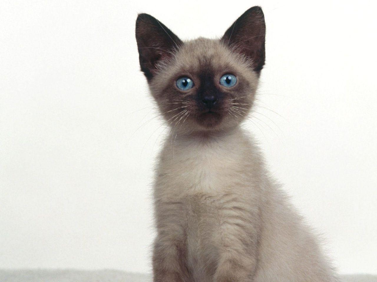 Siamese Cat Wallpapers