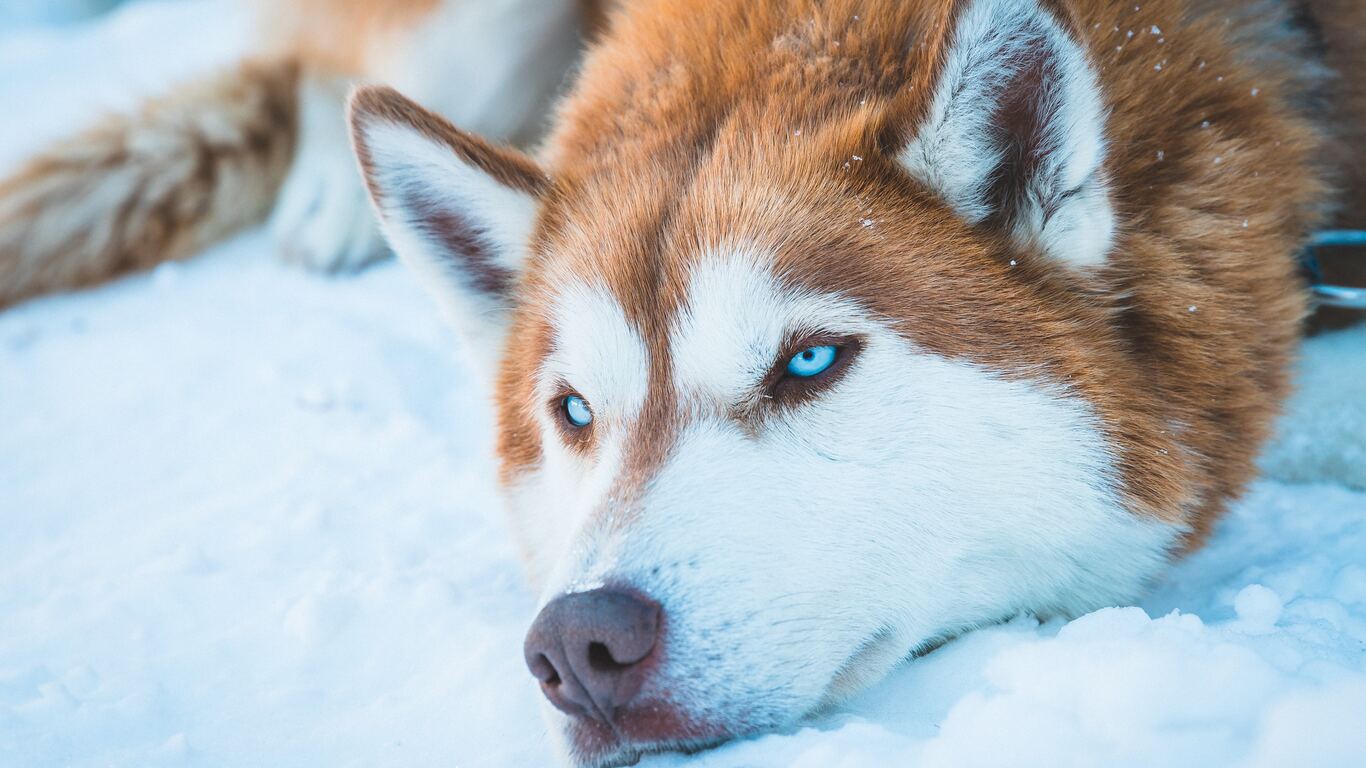 Siberian Husky Wallpapers