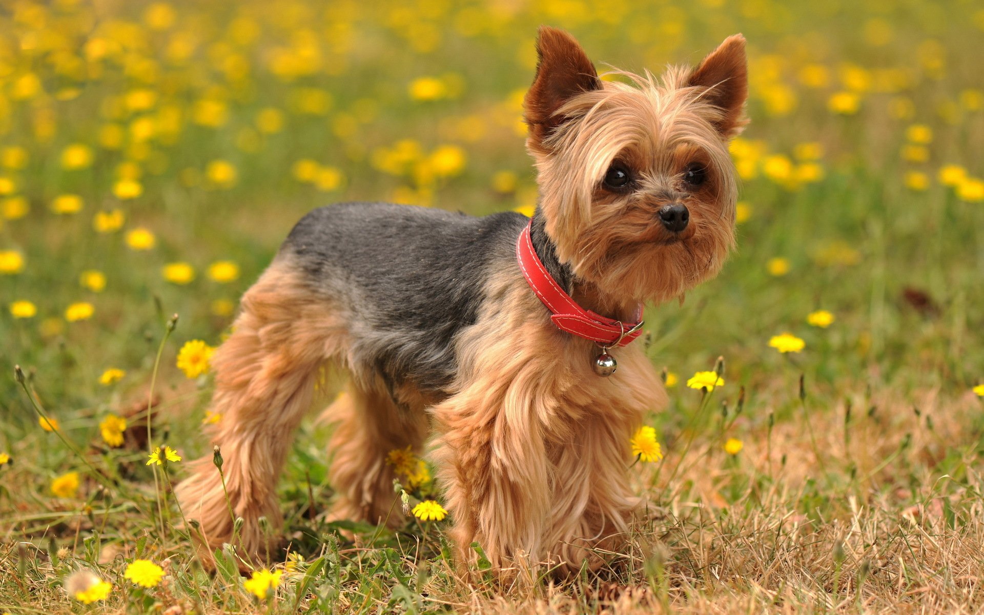 Silky Terrier Wallpapers