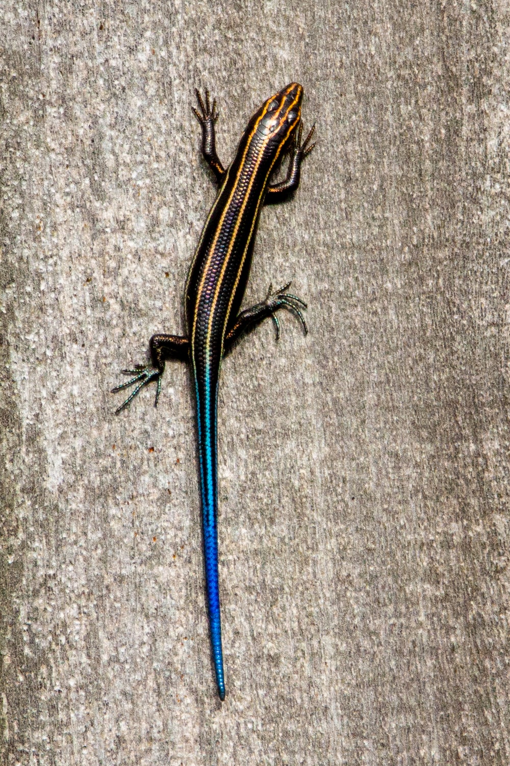 Skink Wallpapers