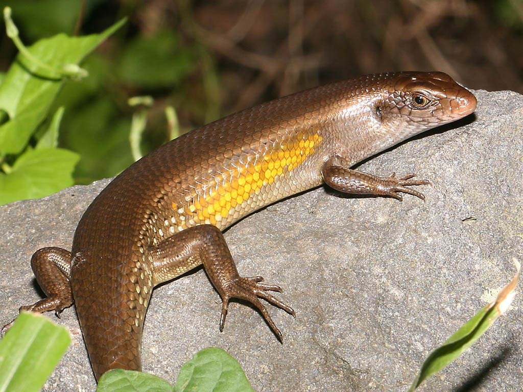 Skink Wallpapers